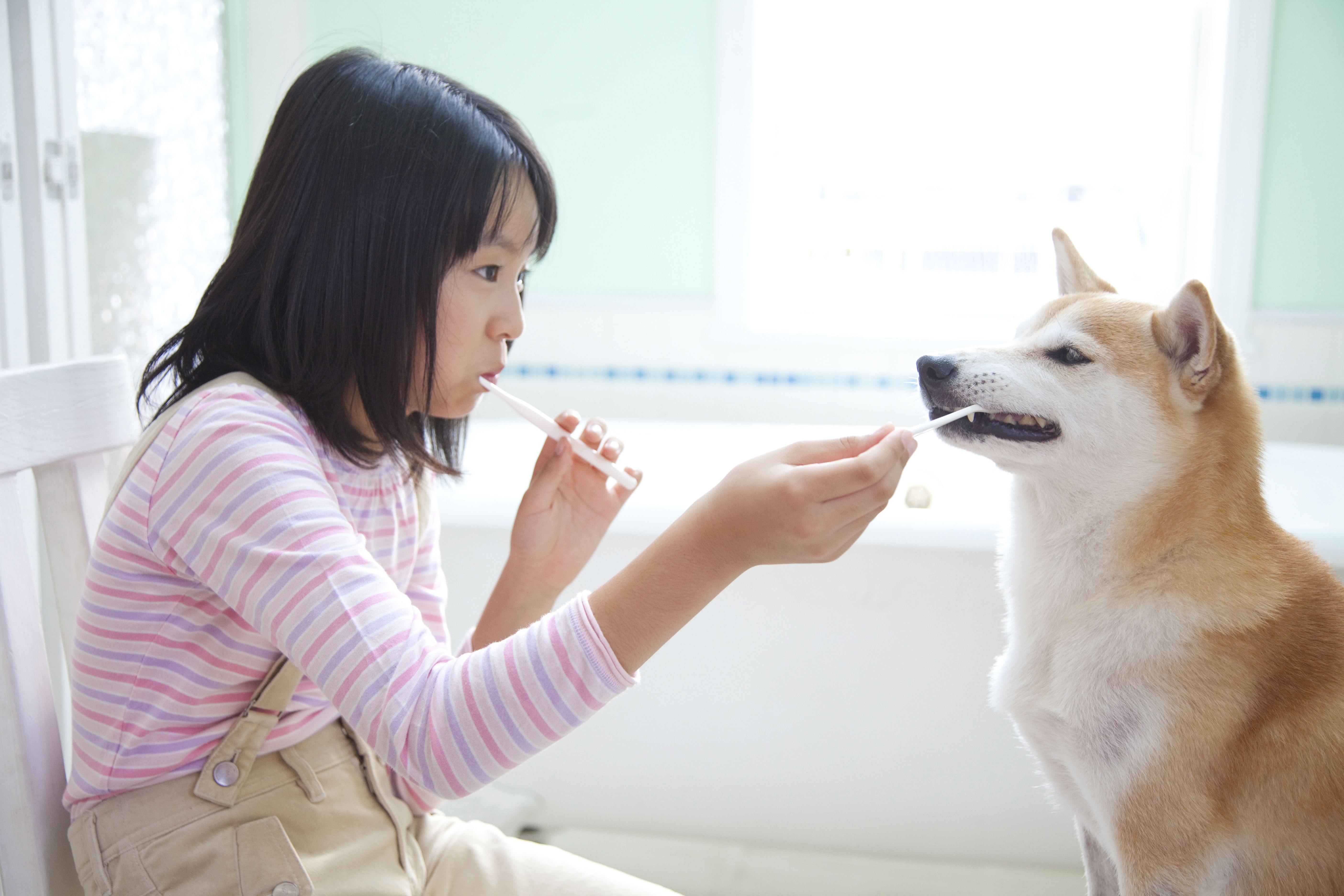 Girl brushing her teeth with Shiba Inu