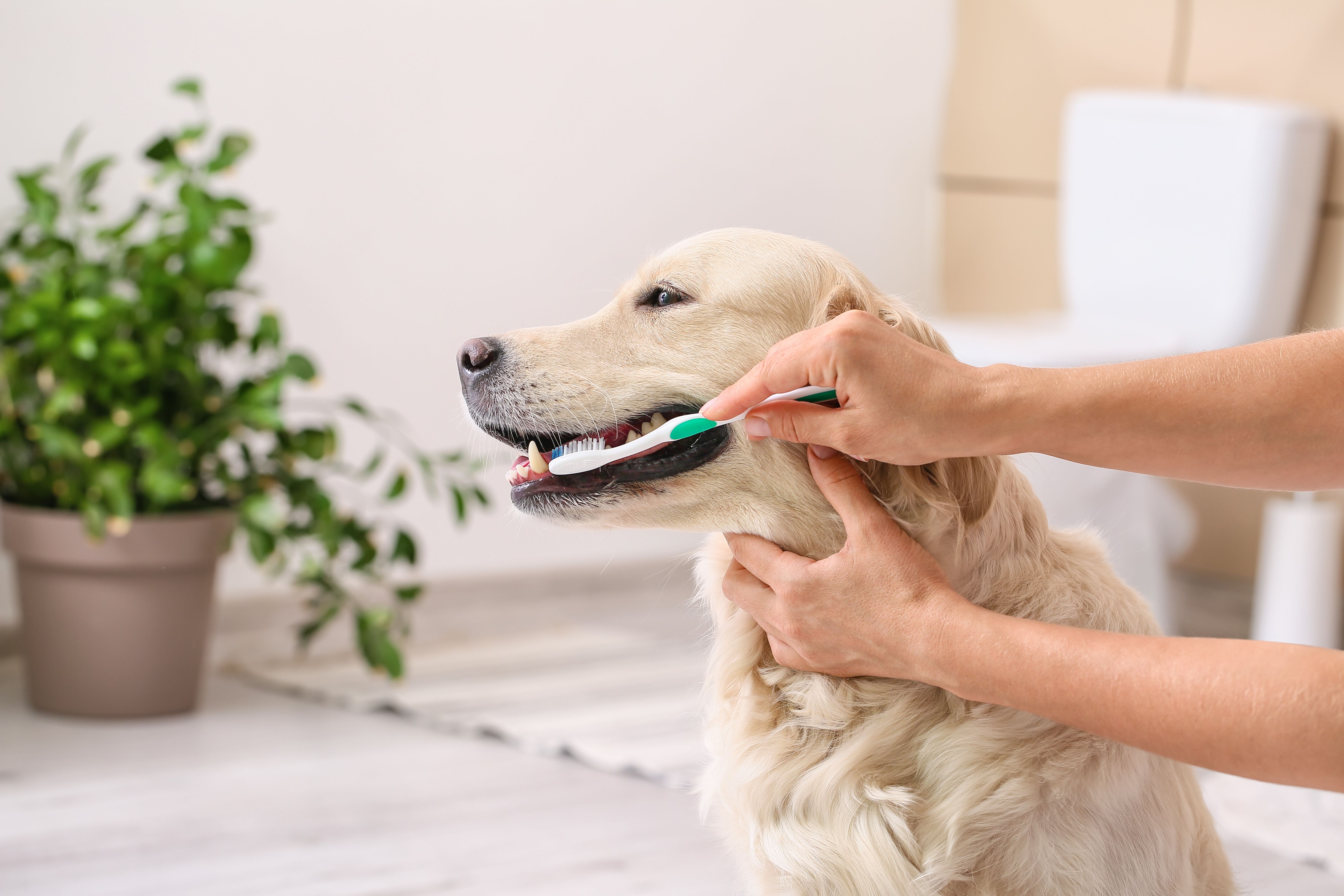 Owner brushing teeth of cute dog at home