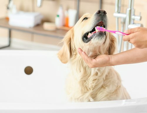 Should You Brush Your Dog’s Teeth?