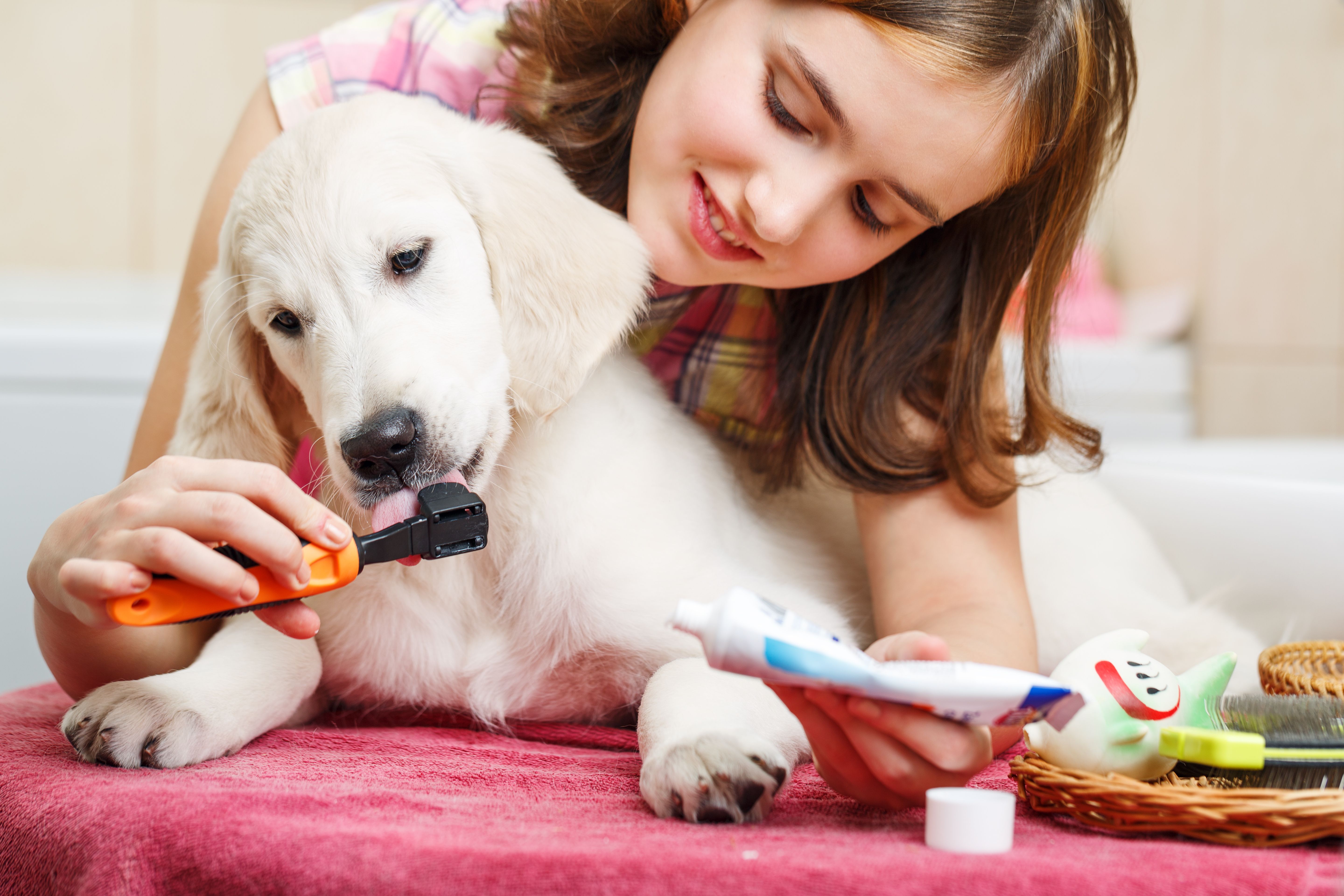 Girl owner is cleaning teeth of retriever puppy.