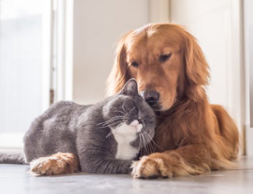 Can Cats and Dogs Get Along?
