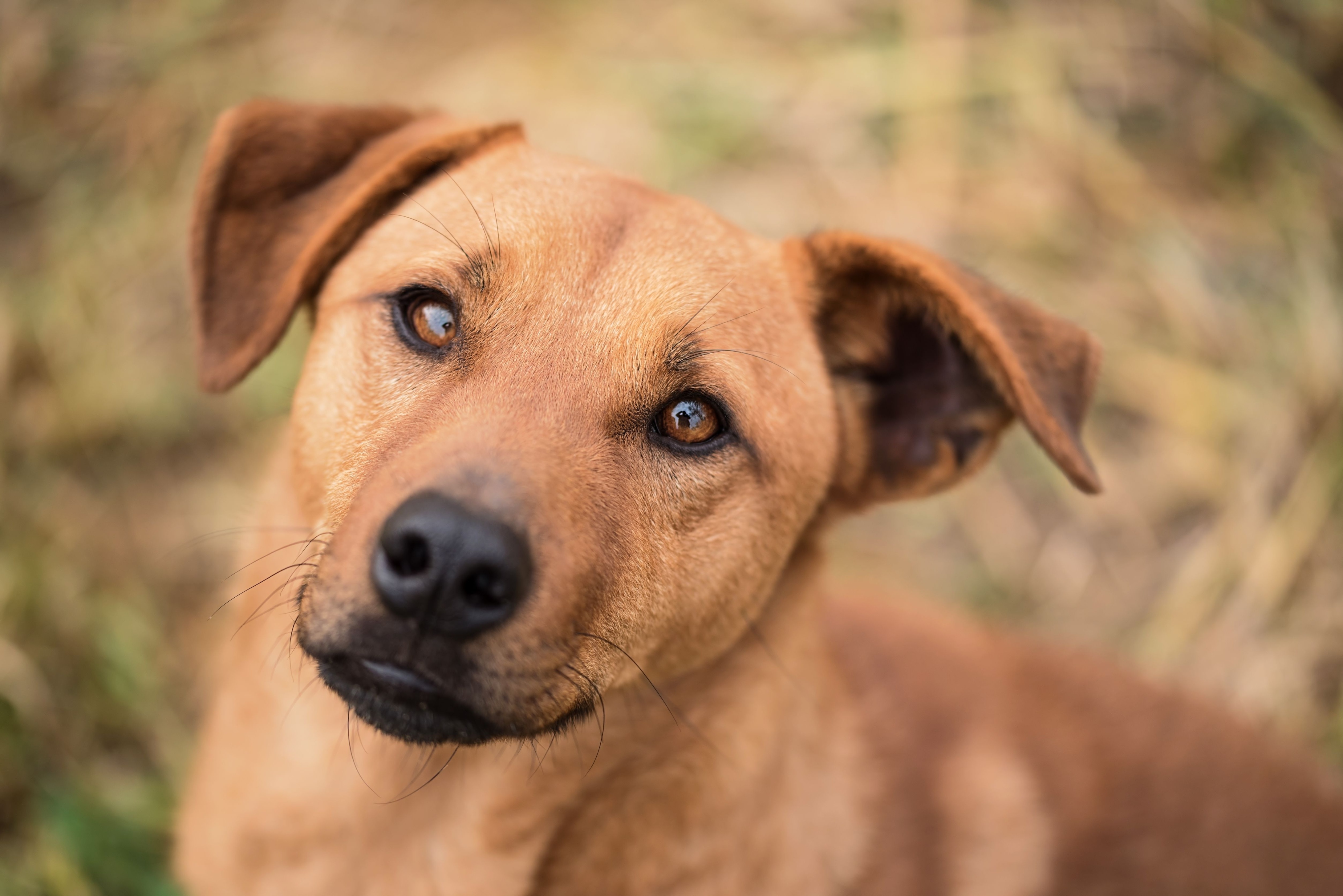 Closeup photo of a brown mongrel dog