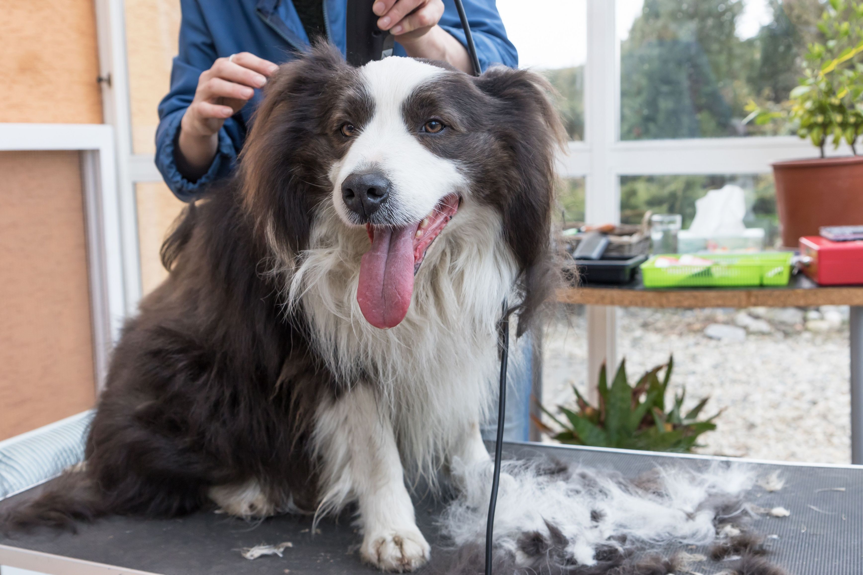 Professional grooming of felted hair coat on the head of the Border Collie dog