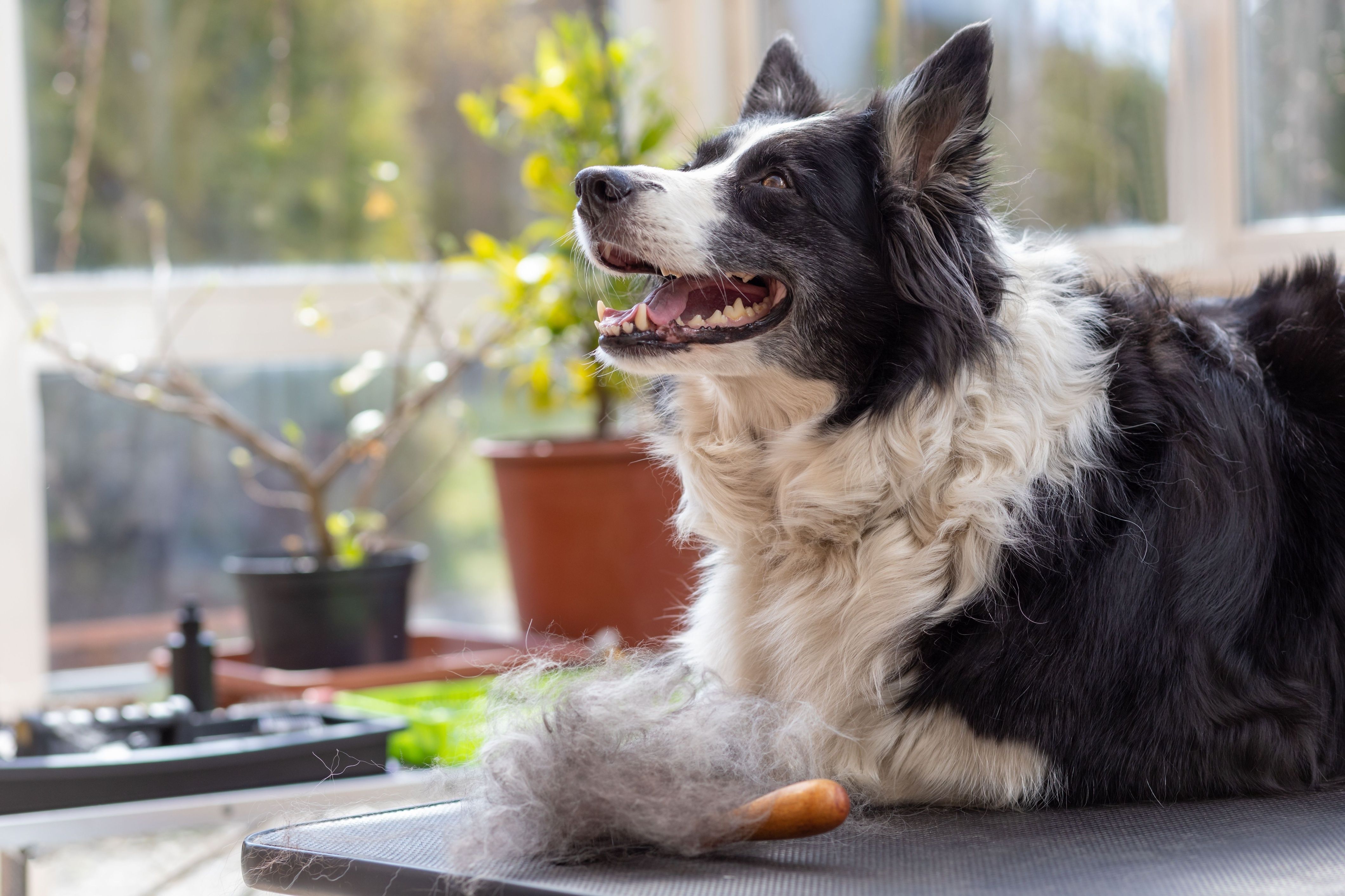 Border Collie dog lying on grooming table