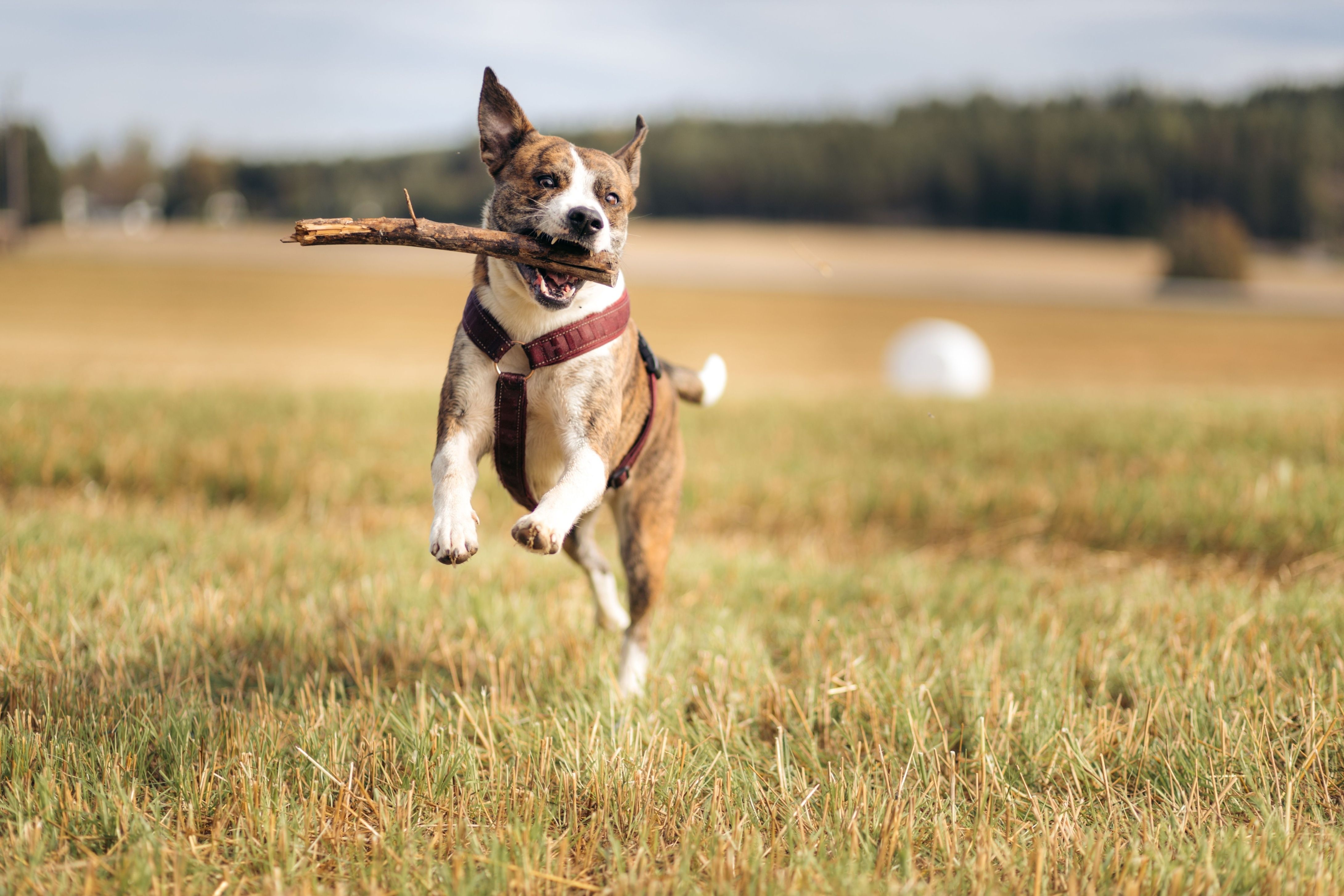 A playful mixed breed dog leaping through a field with a stick in its mouth looking happy.