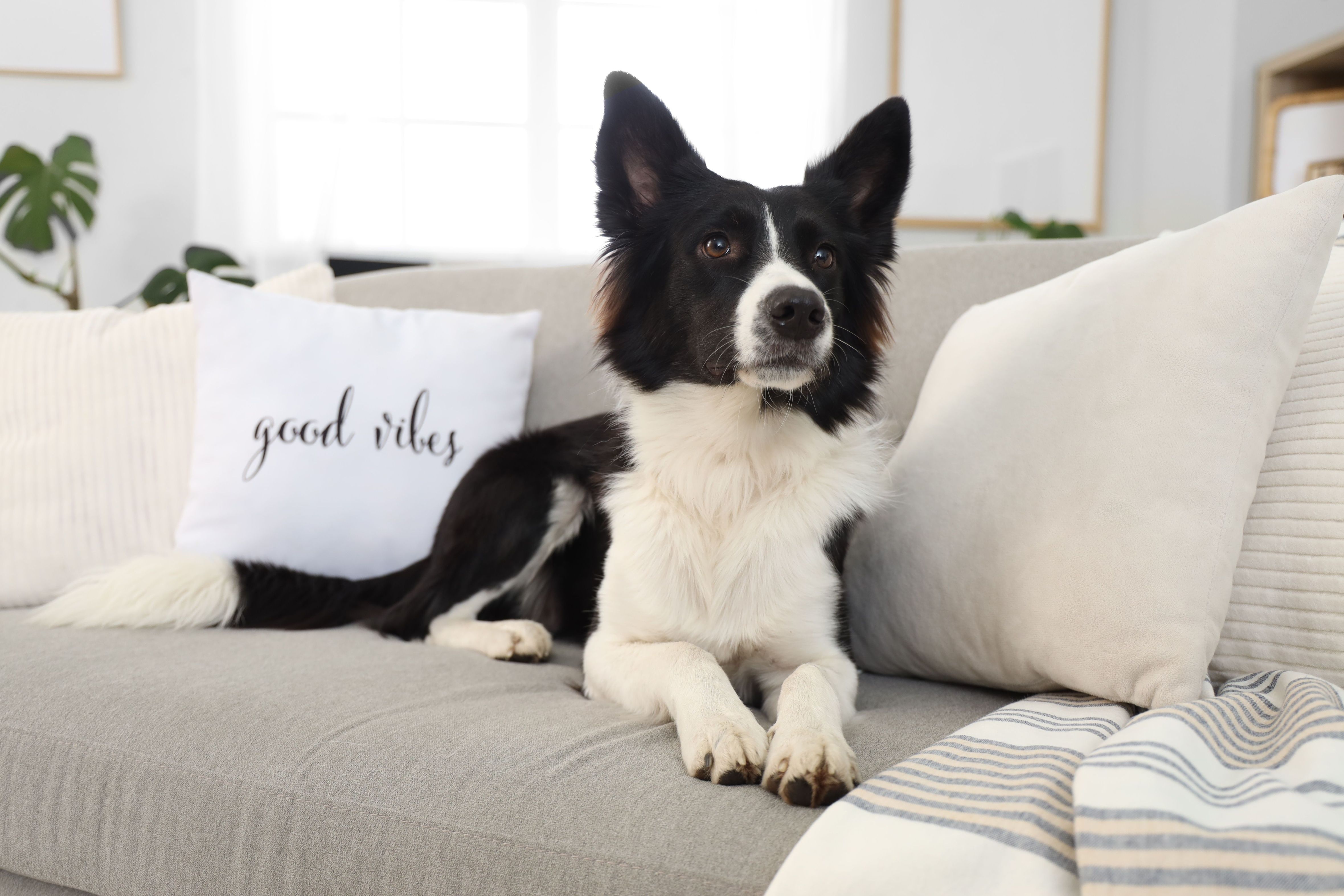 Border Collie laying on sofa at home.