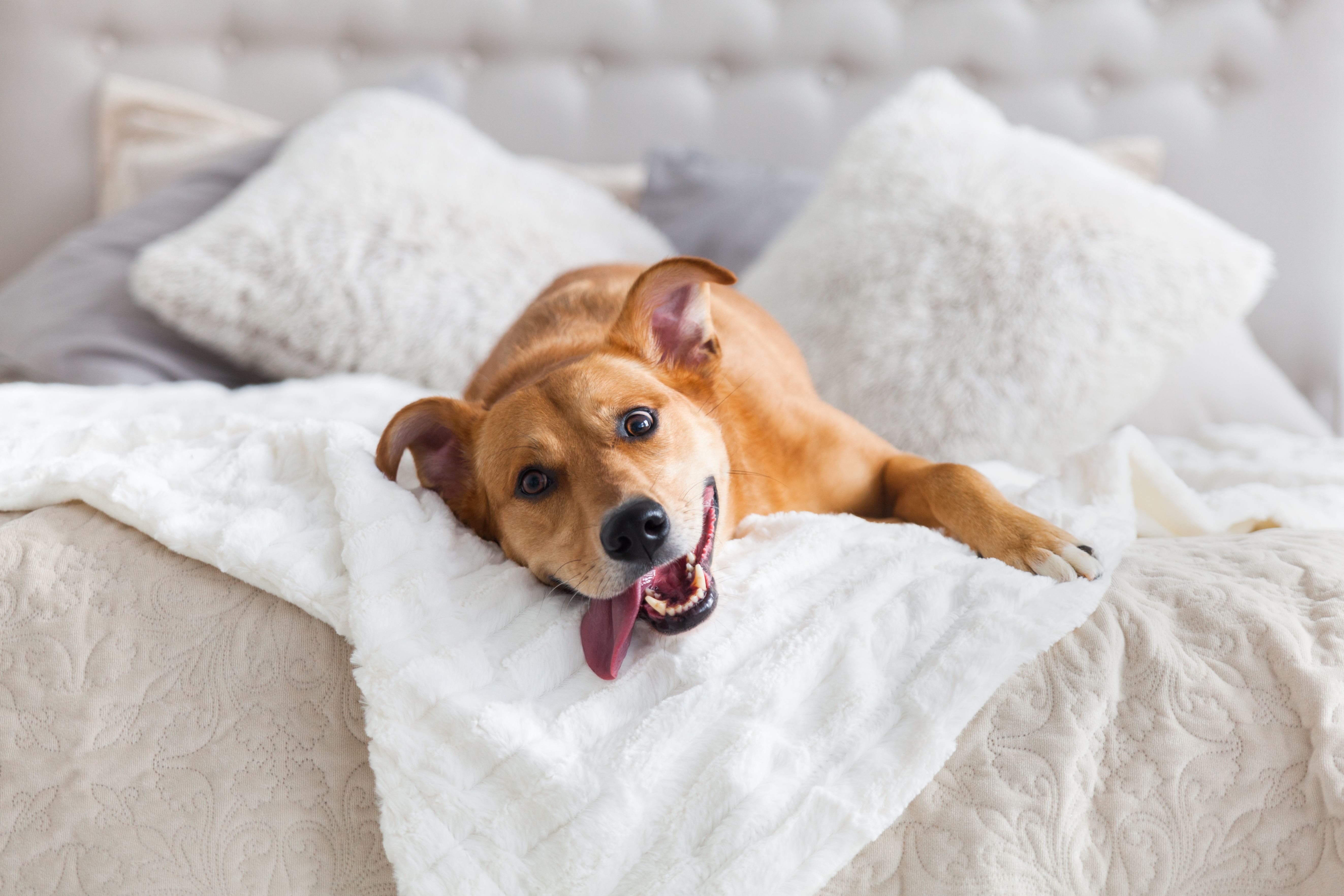 Happy ginger mixed breed dog in luxurious bright colors scandinavian style bedroom with king-size bed.