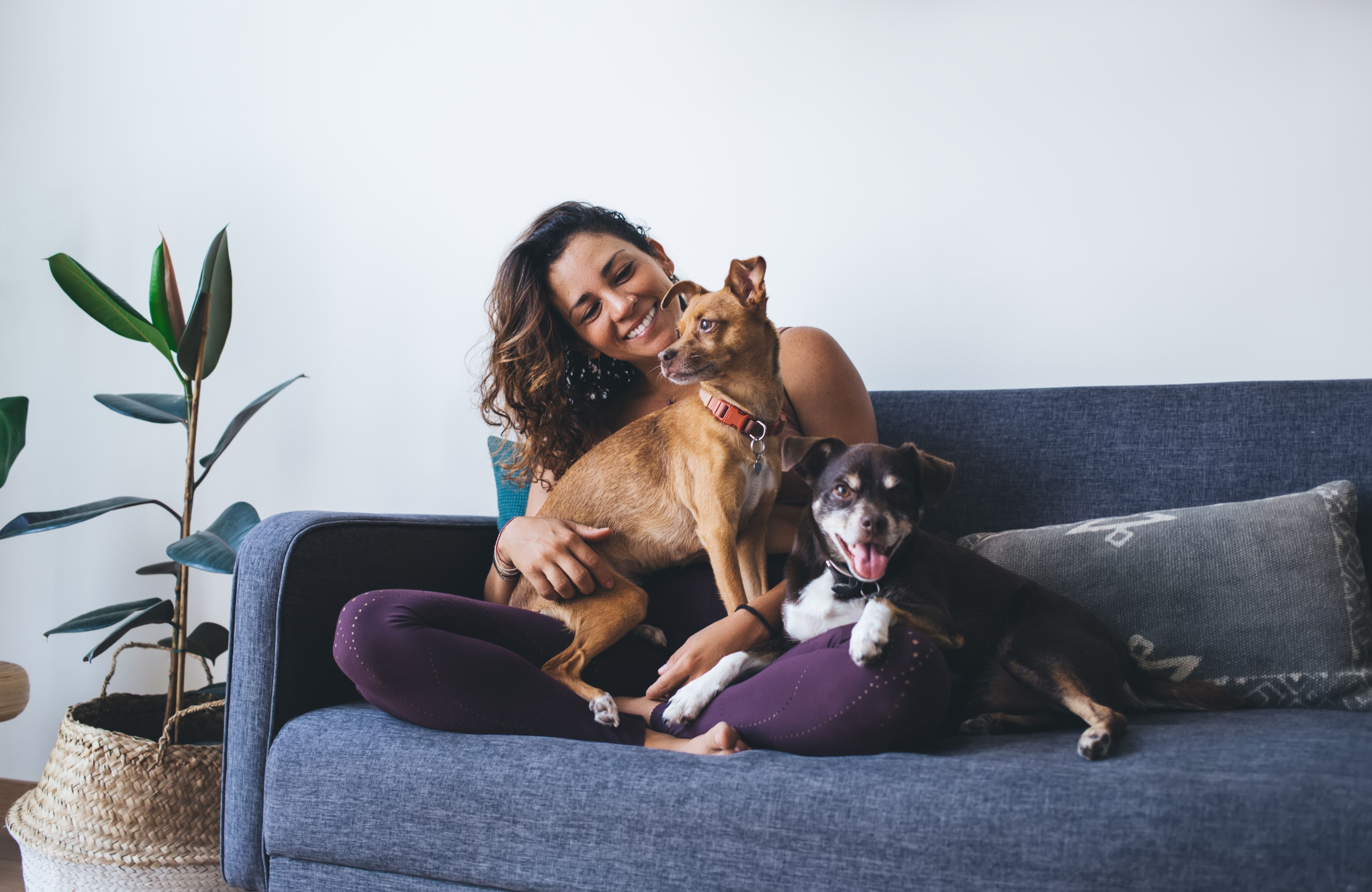 Joyful fit woman having fun with adorable mongrel dogs 