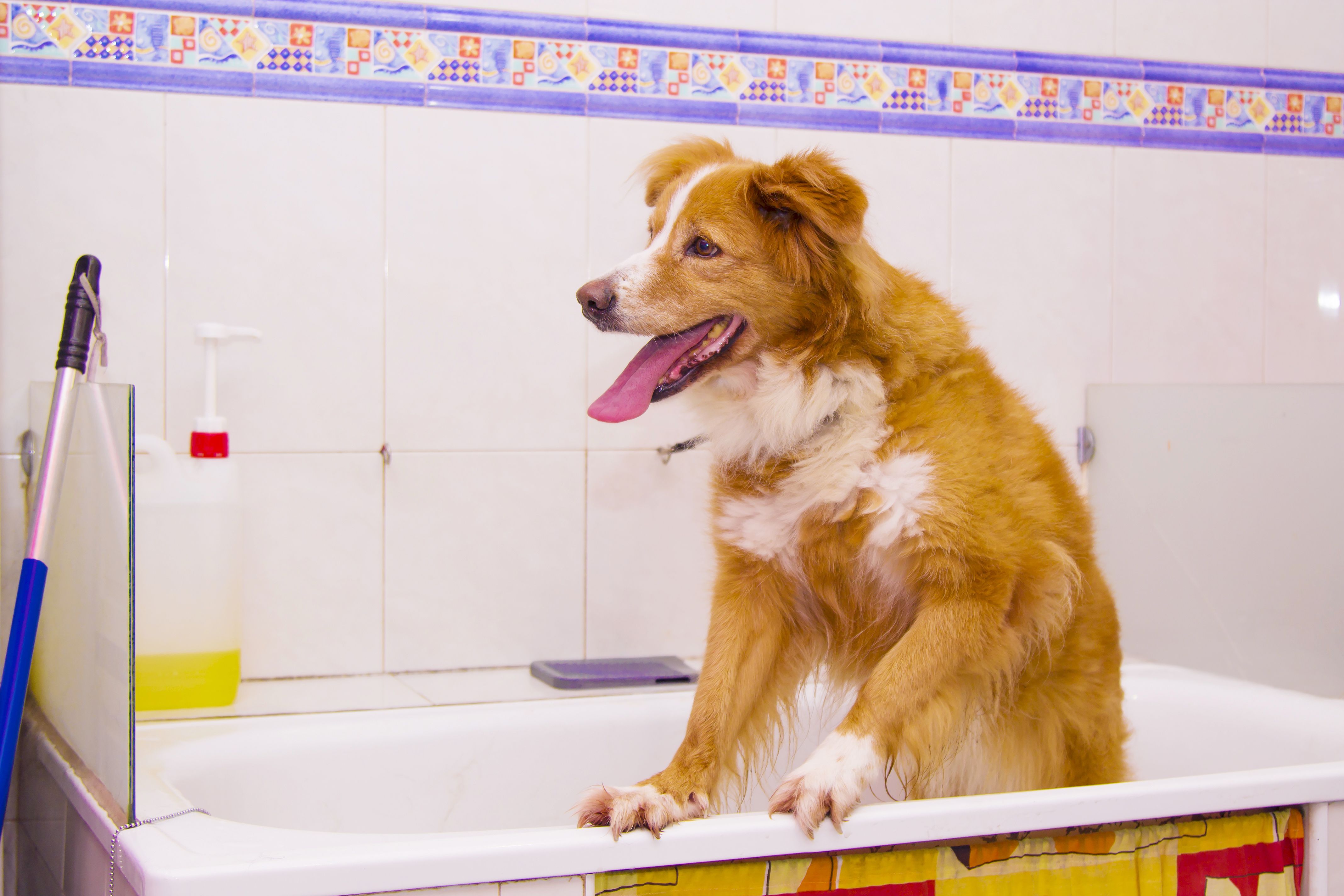 border collie dog in the bathtub