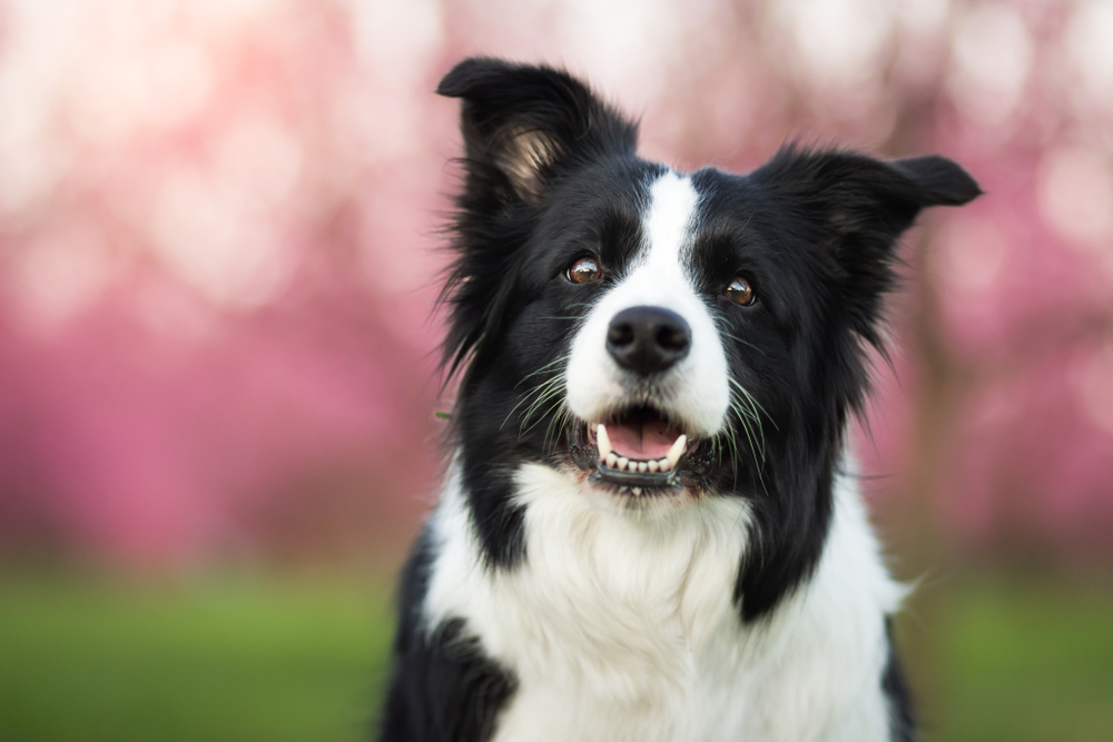 border collie shedding