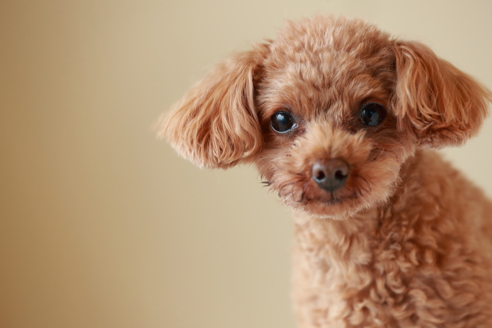 Are Poodles Hypoallergenic? - Wagging Mongrel