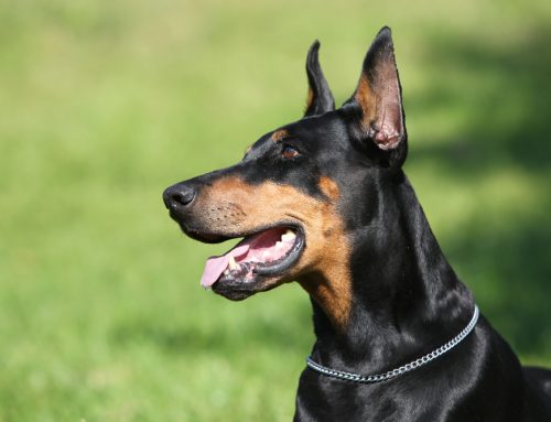 10 Breeds That Make Good Guard Dogs