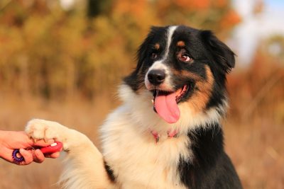 australian shepherd protection dog