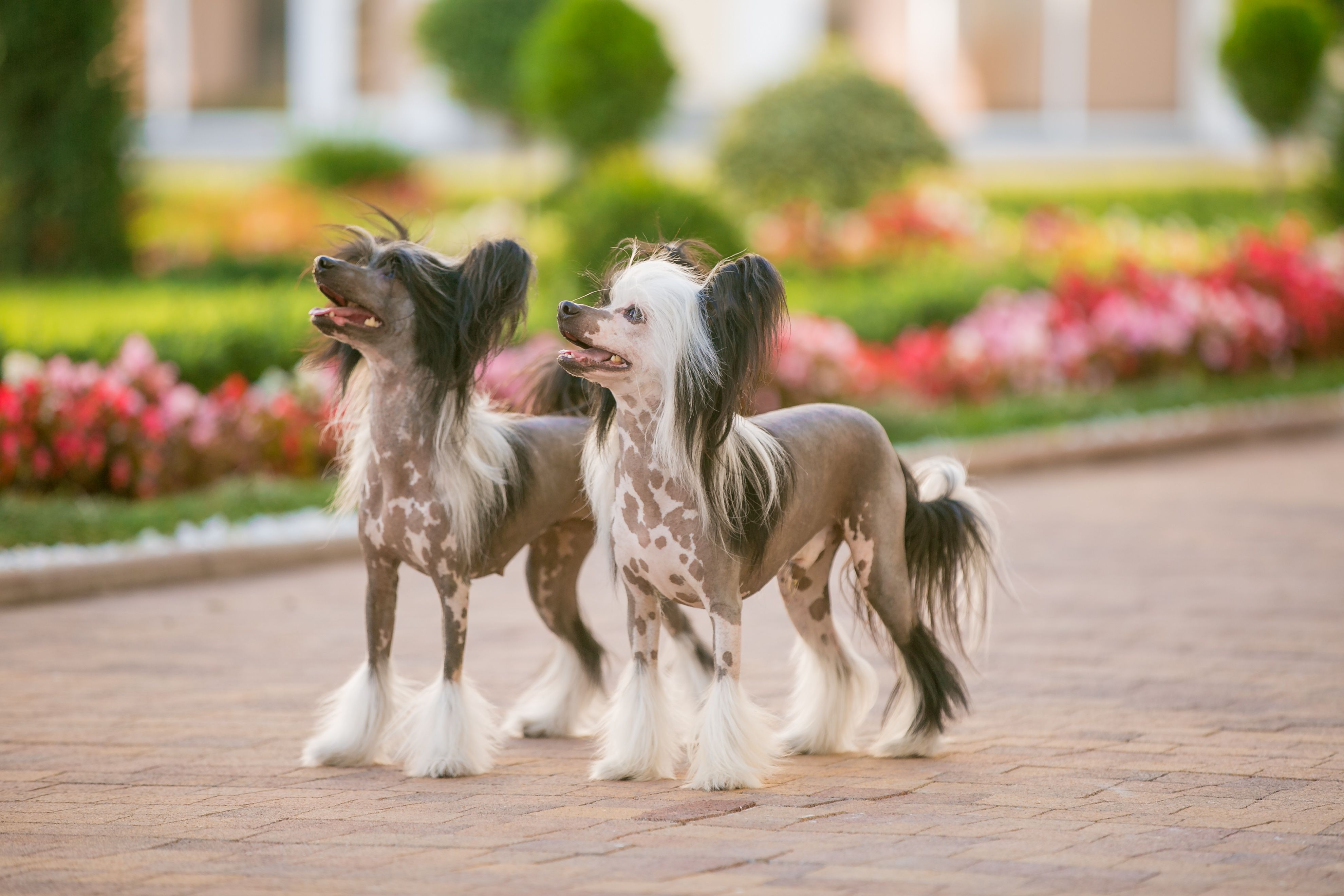 Chinese crested dog walks in the park