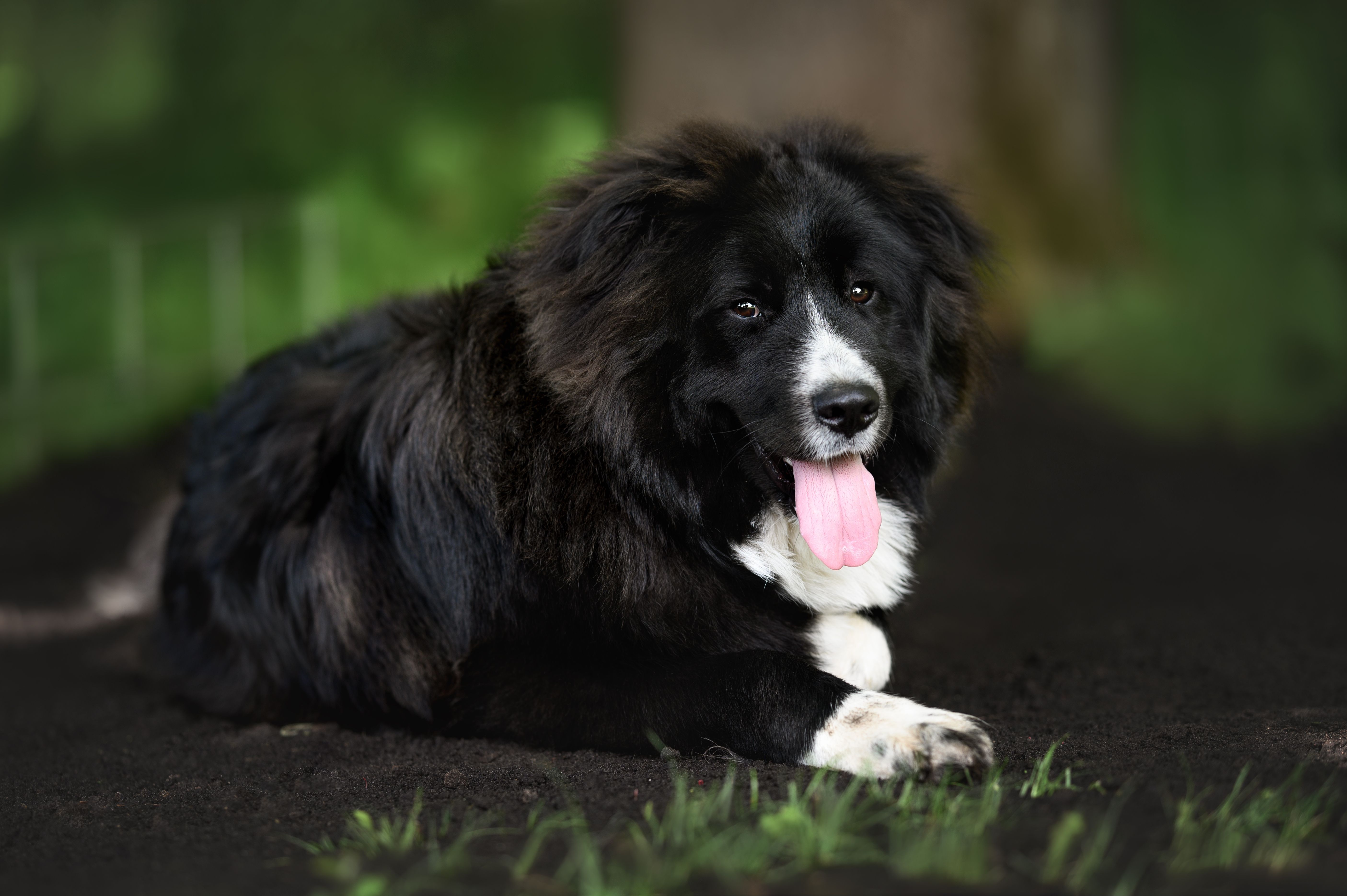 young caucasian shepherd puppy lying down outdoors