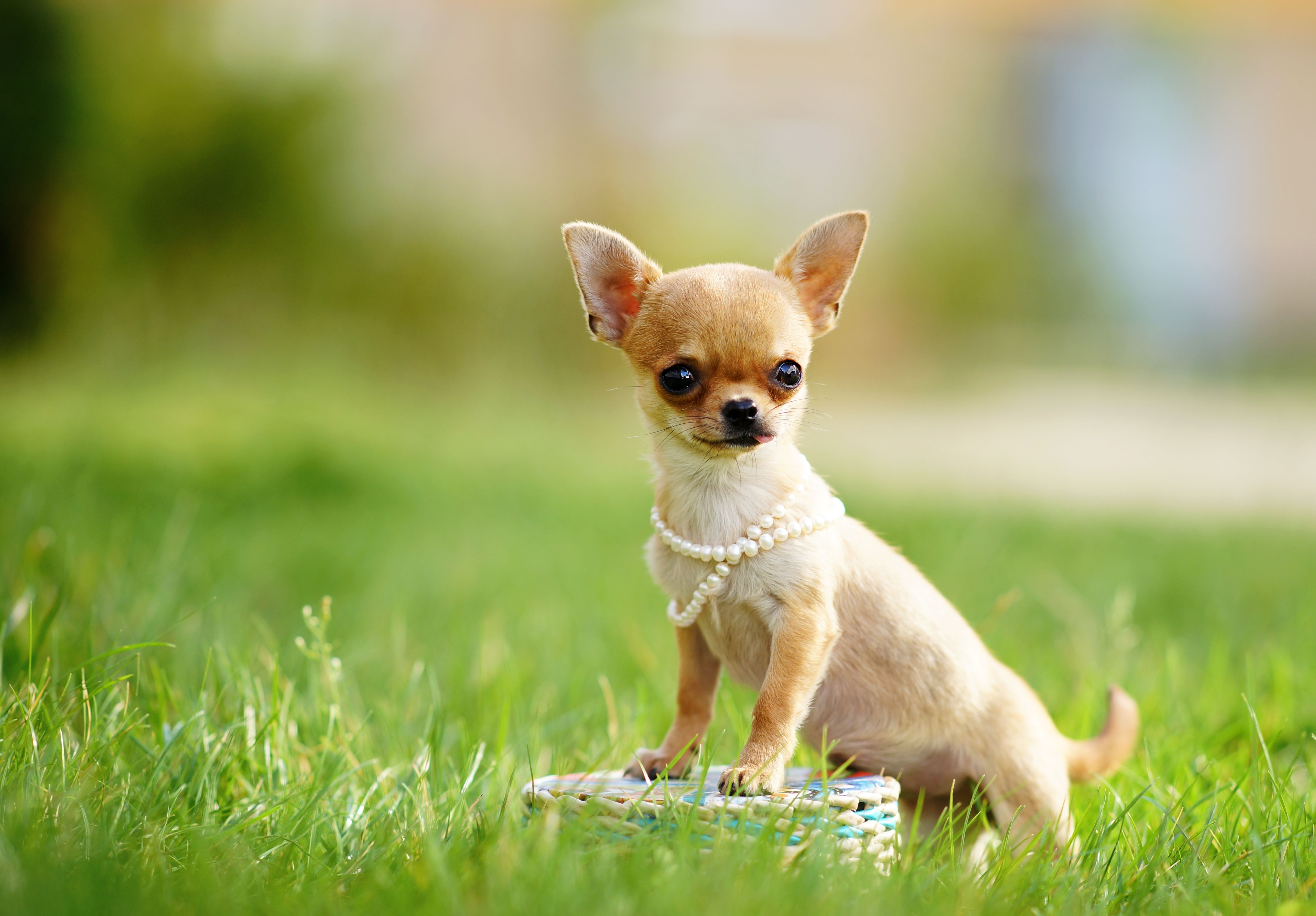 chihuahua dog, puppy