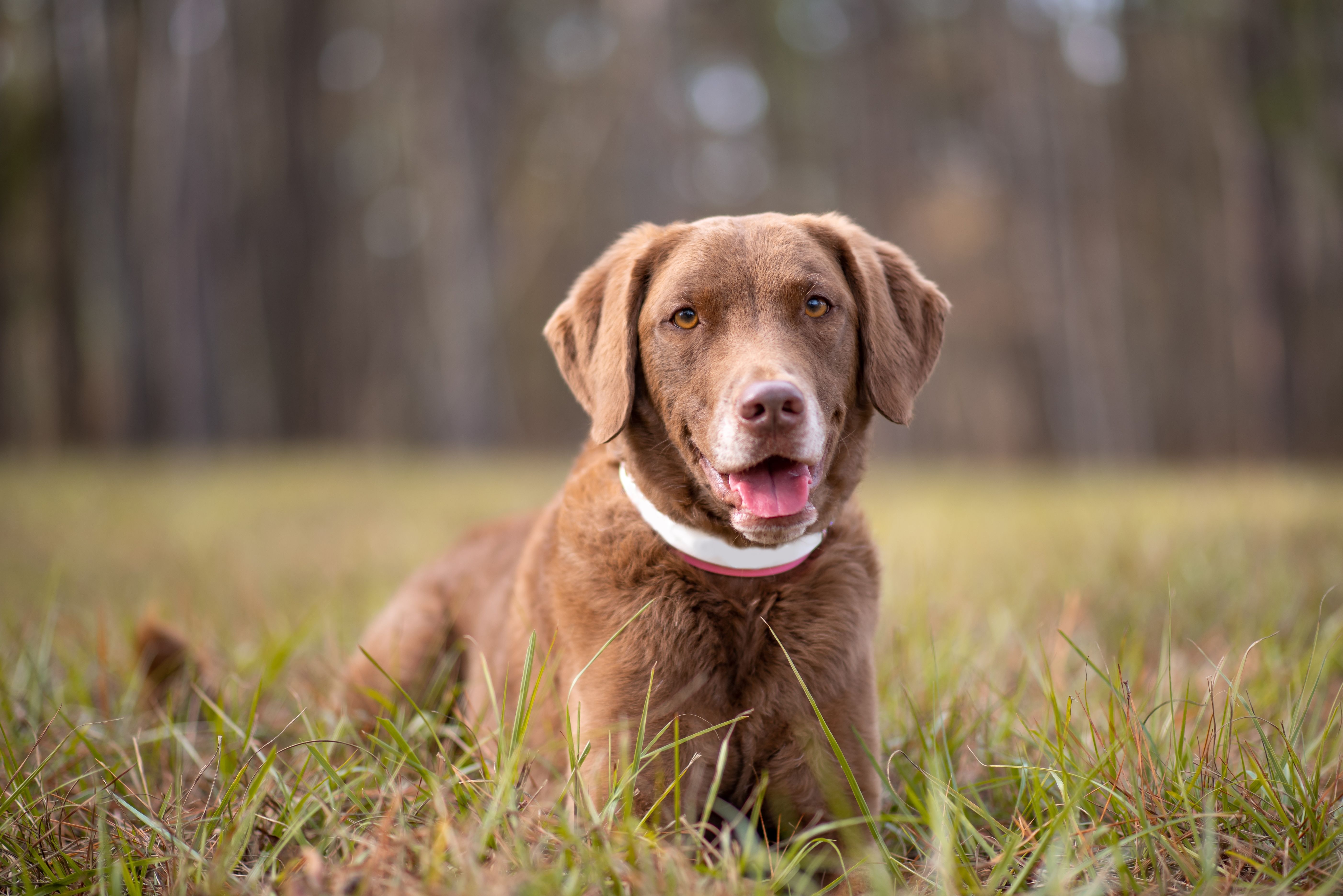 Chesapeake bay retriever.