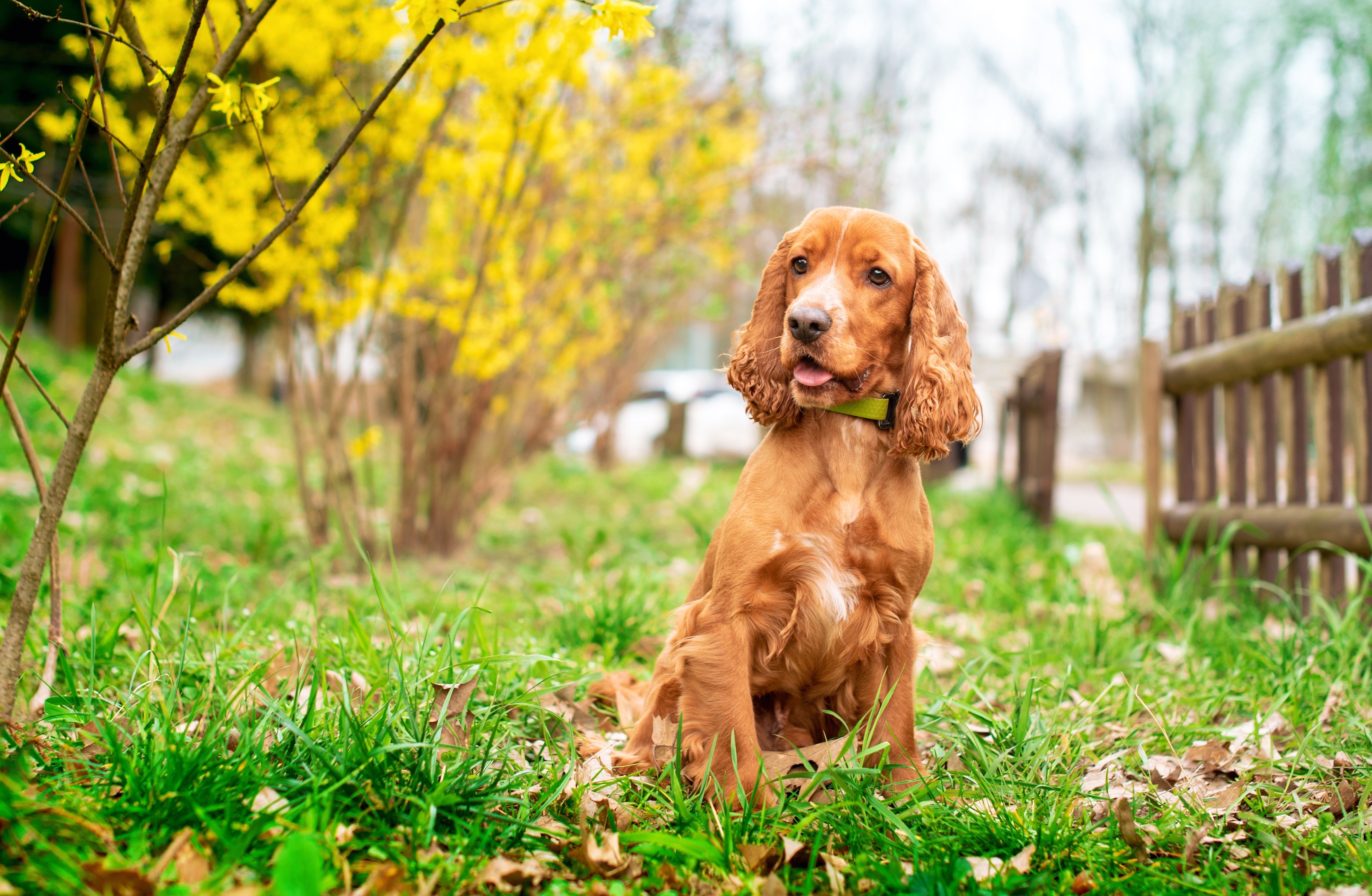 English cocker spaniel breed is sitting in the green grass. 