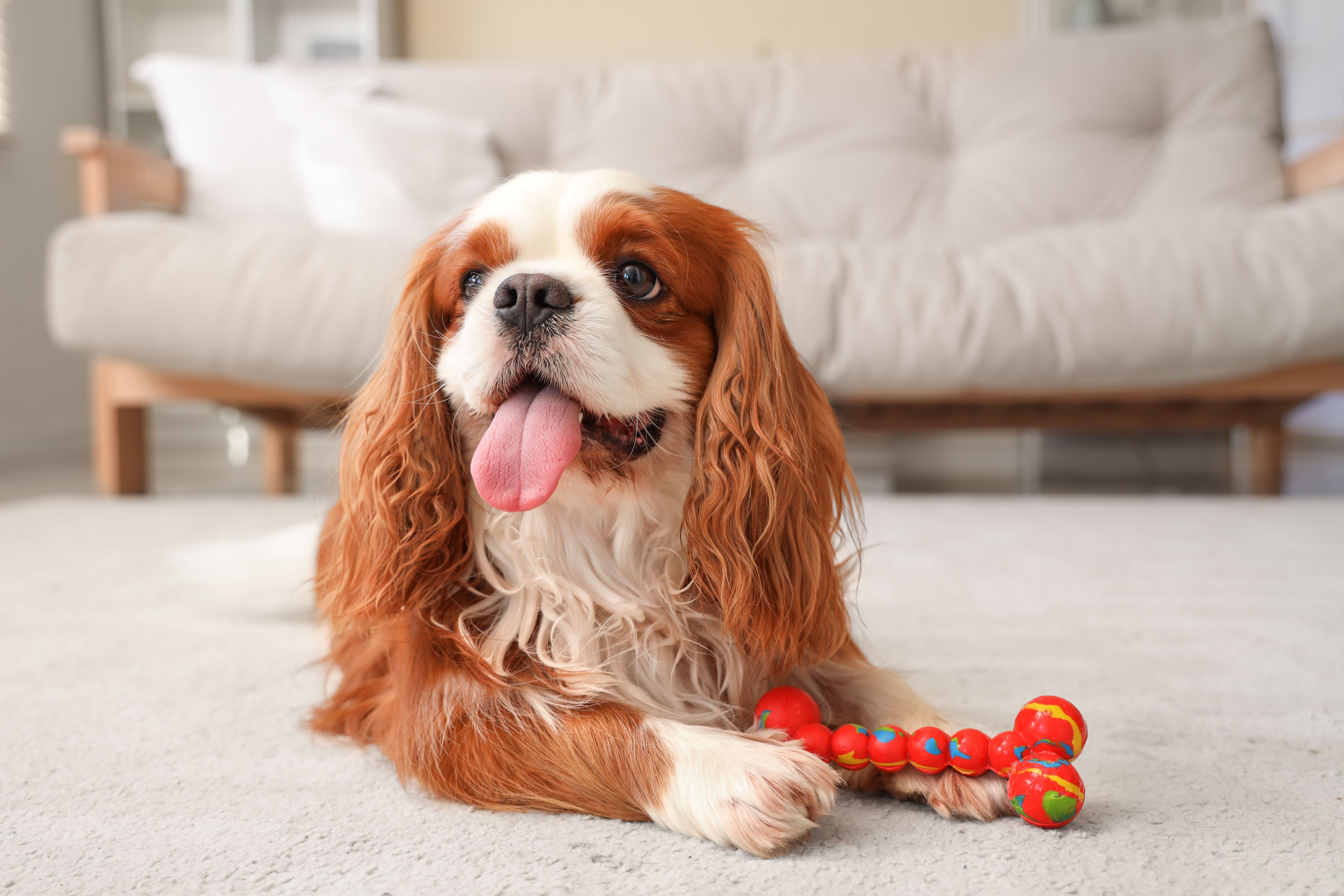 Cute cavalier King Charles spaniel with toy lying on carpet at home