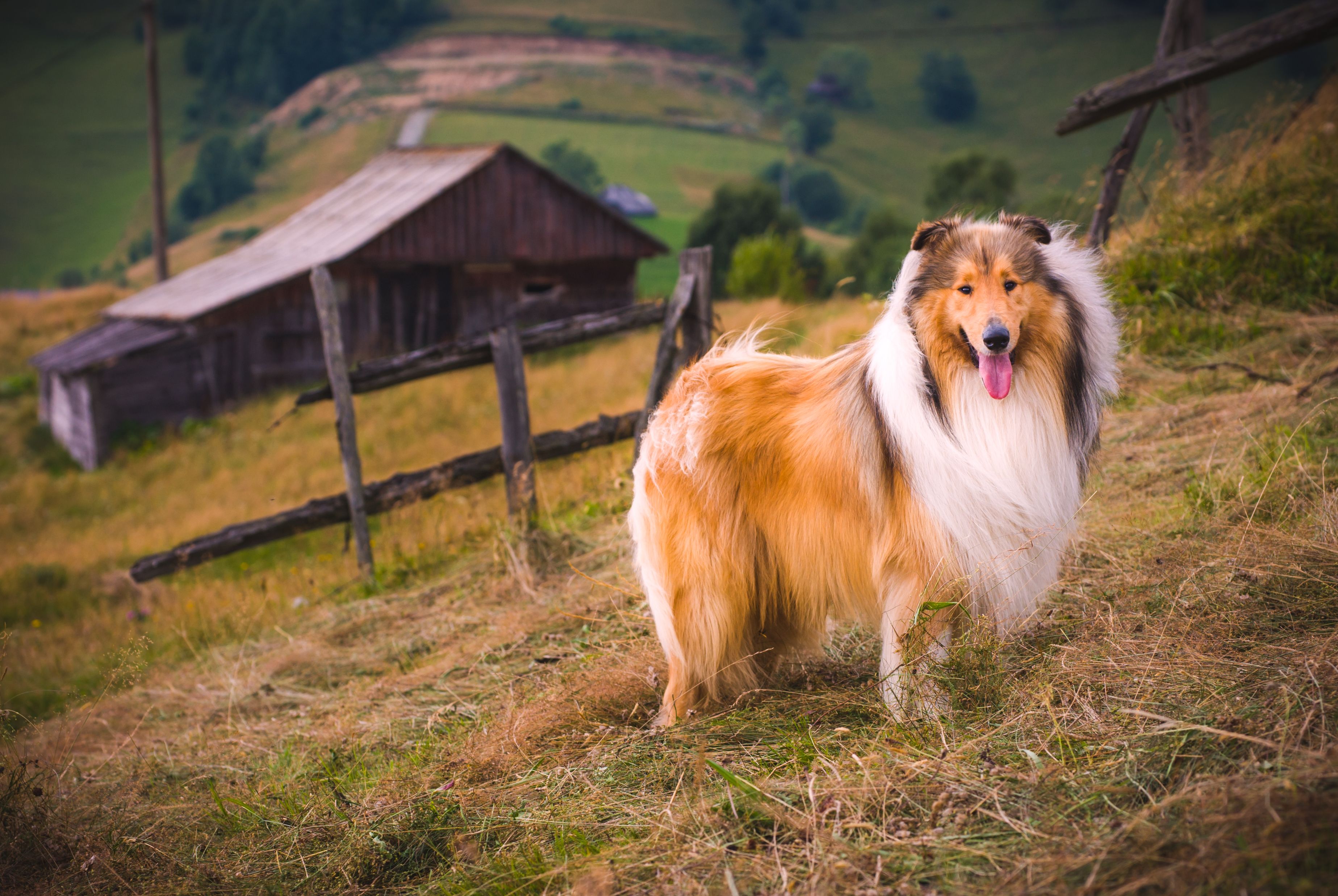 The collie is a distinctive type of herding dog,