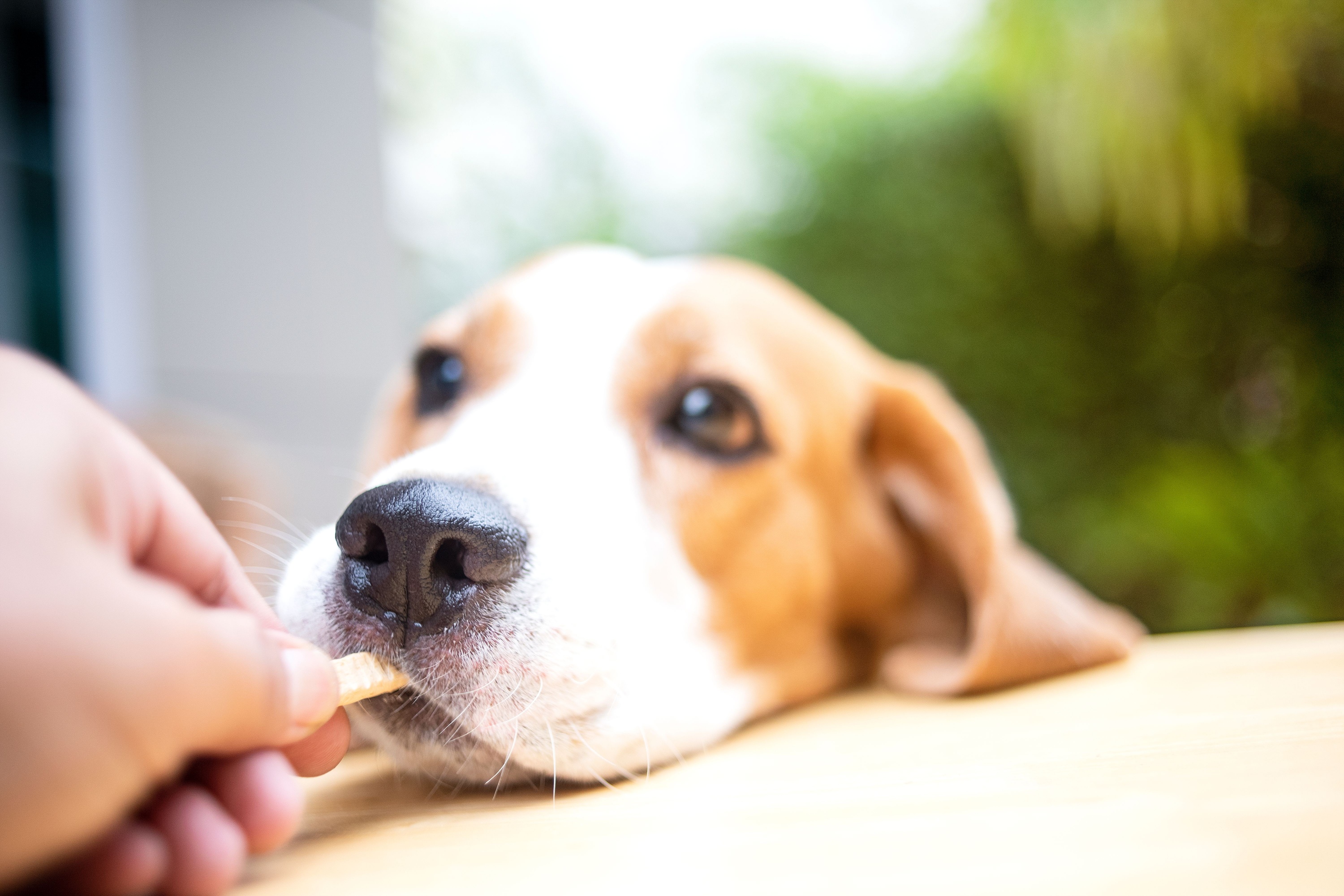 Beagle dogs are eating food from hands.