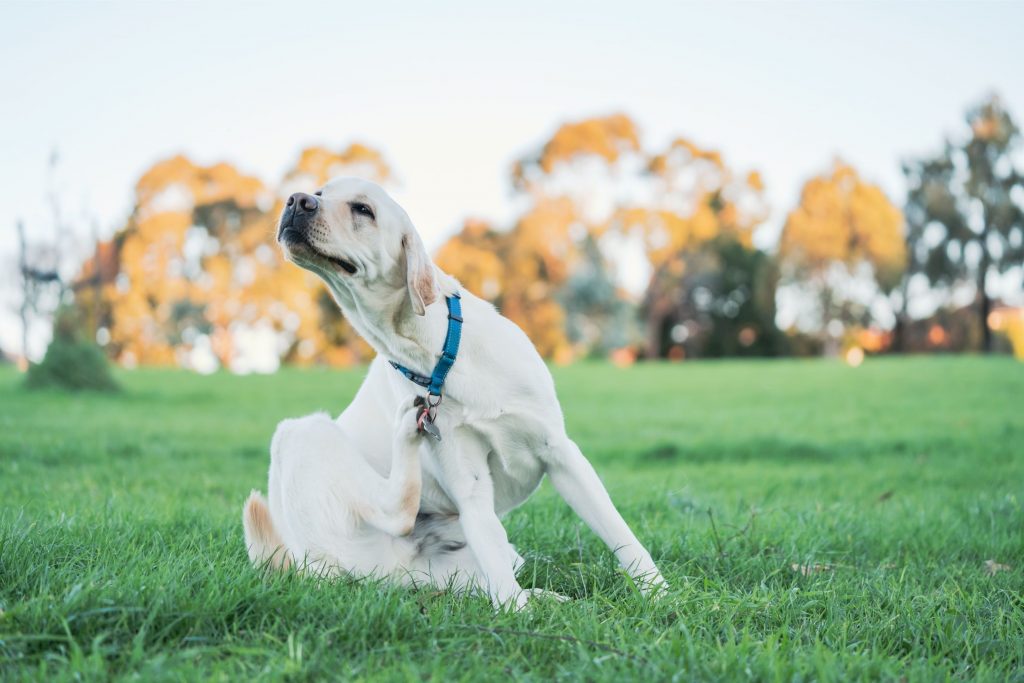 adorable lab scratching