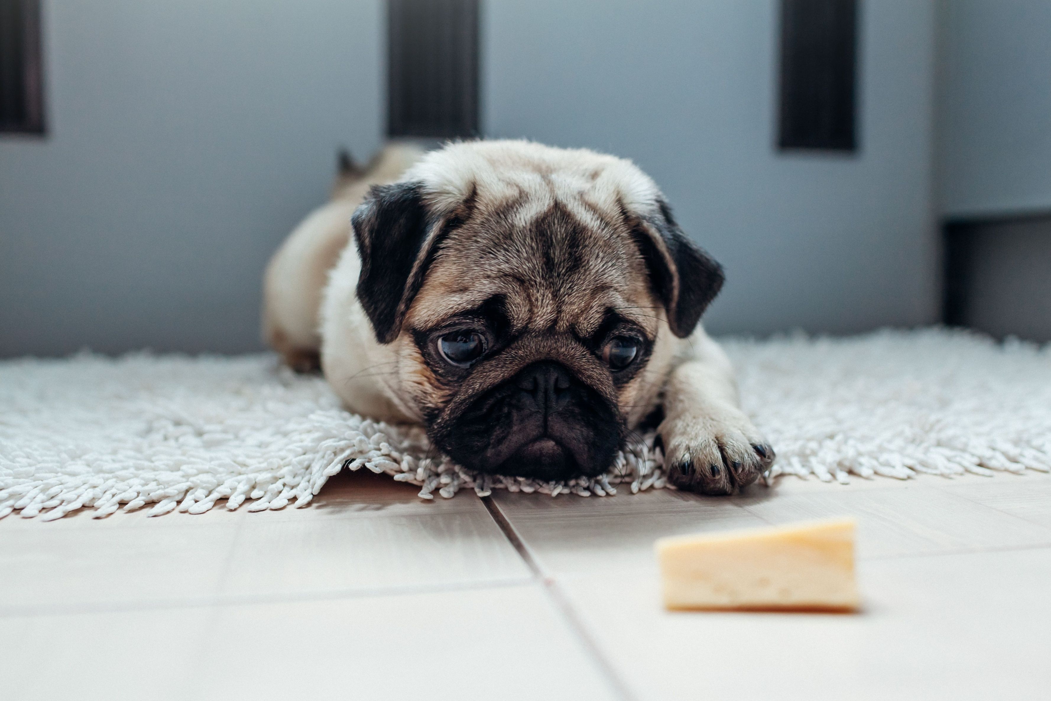 Pug dog waiting for a permission to eat cheese on the kitchen.