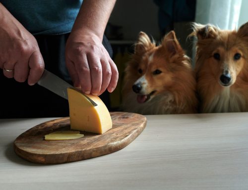 Is Cheese Bad For Dogs?