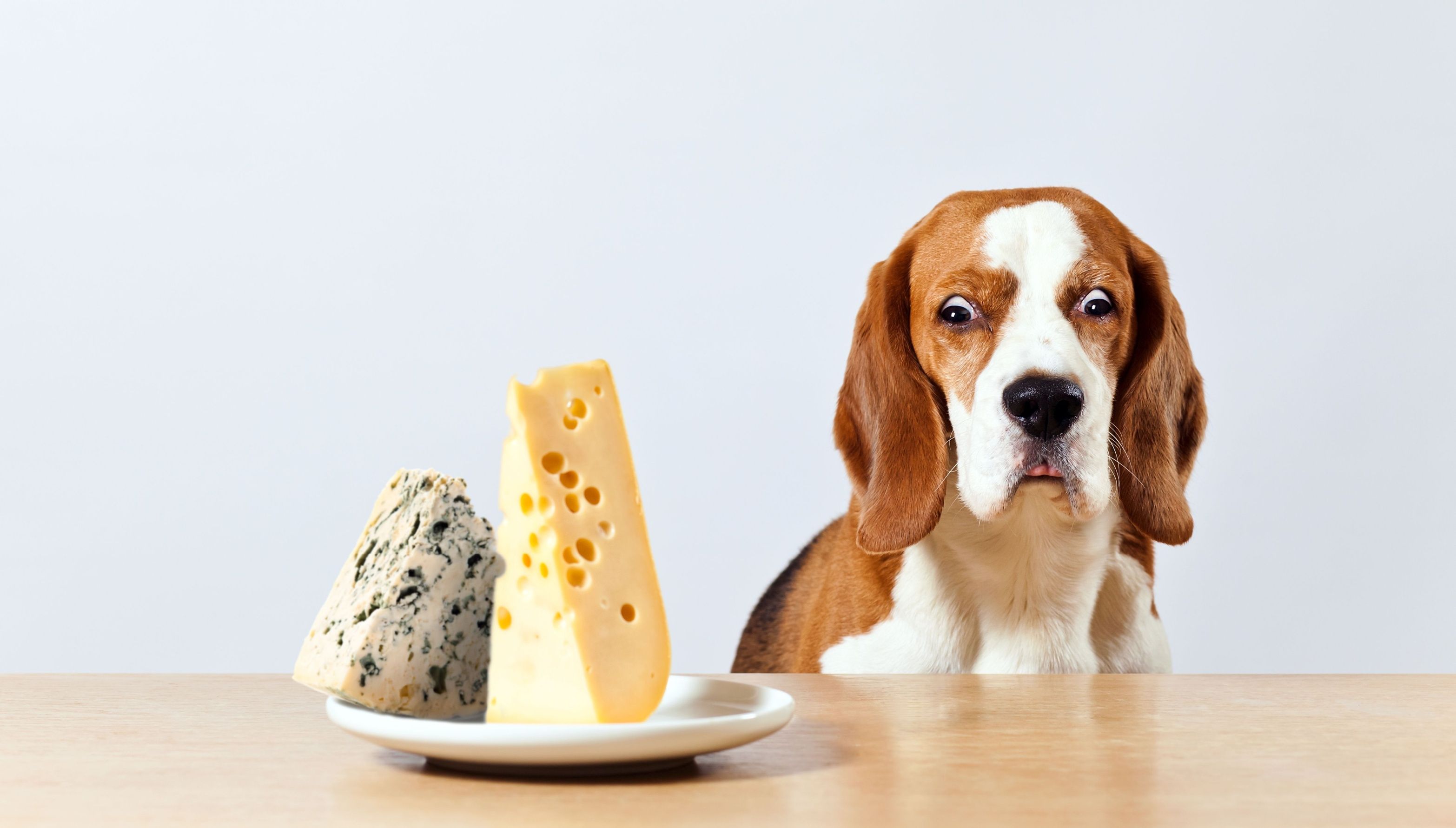 Beagle dog looking at plate of cheese.