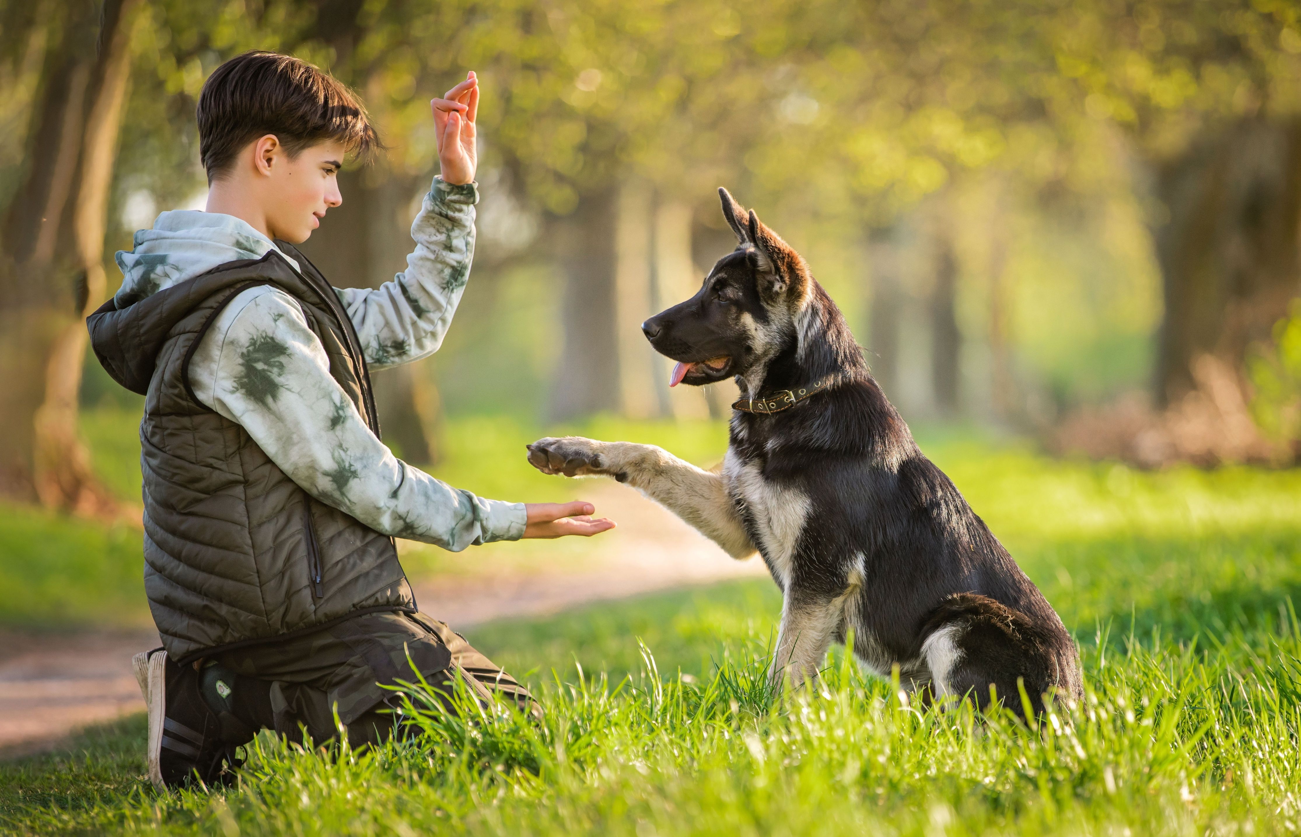 the dog obeys the order give a paw.