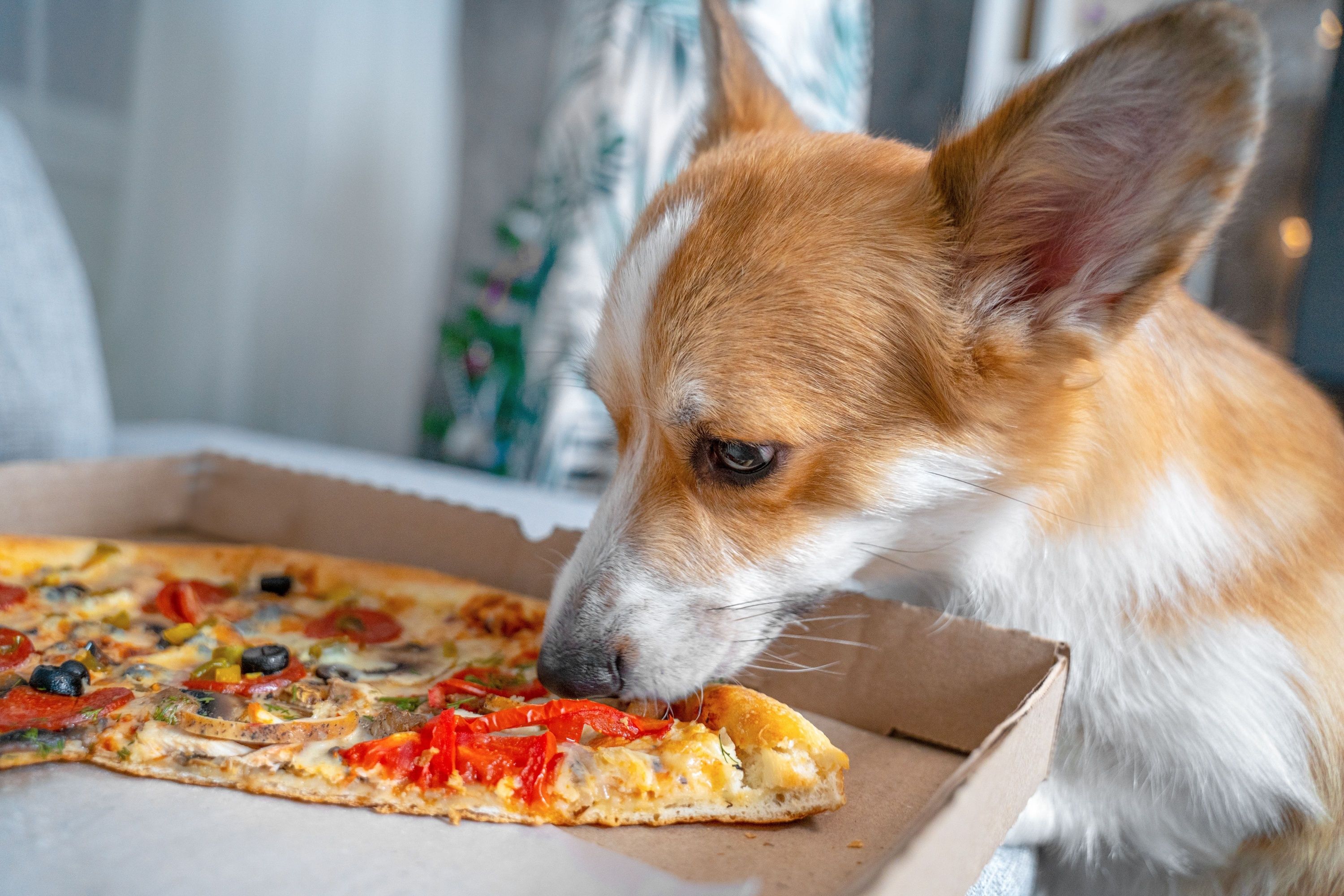 Corgi puppy sniffing eating piece big of delicious pizza