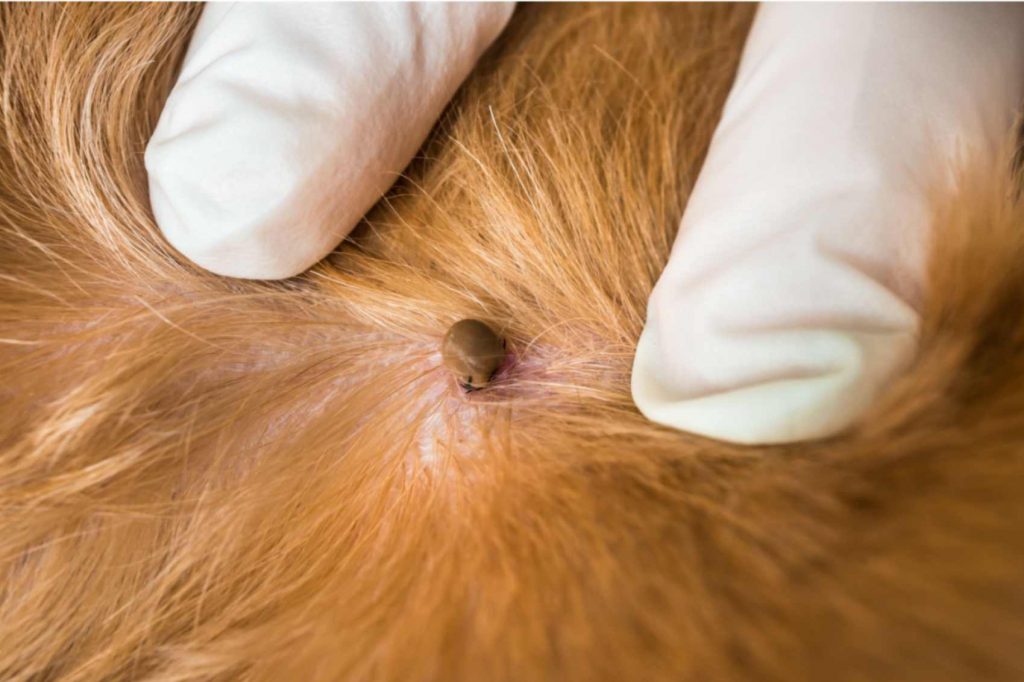 Vet removing tick from dog