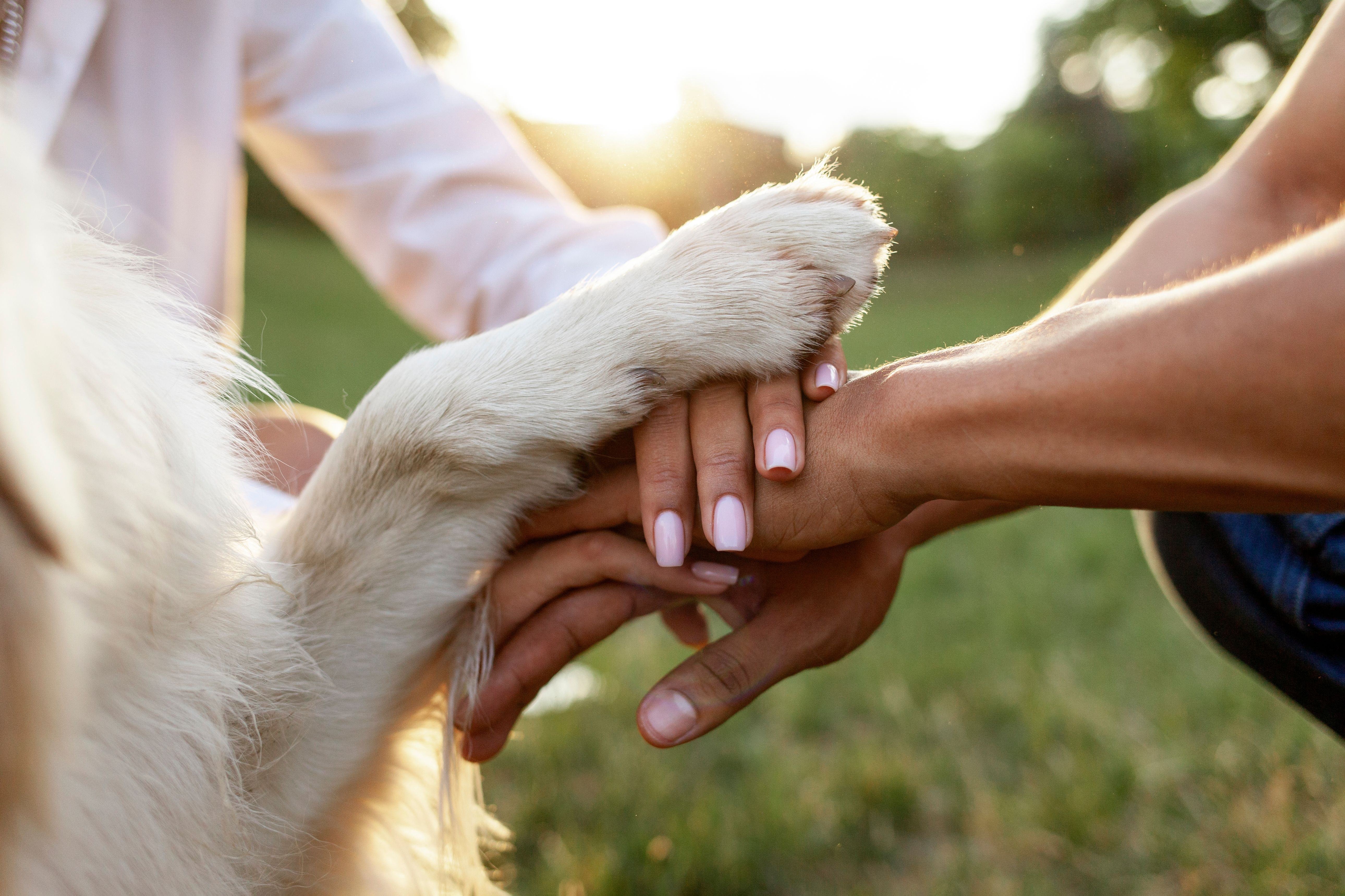 hands of people together with dog paw in park at sunset together