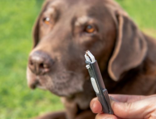 How to Remove a Tick From a Dog