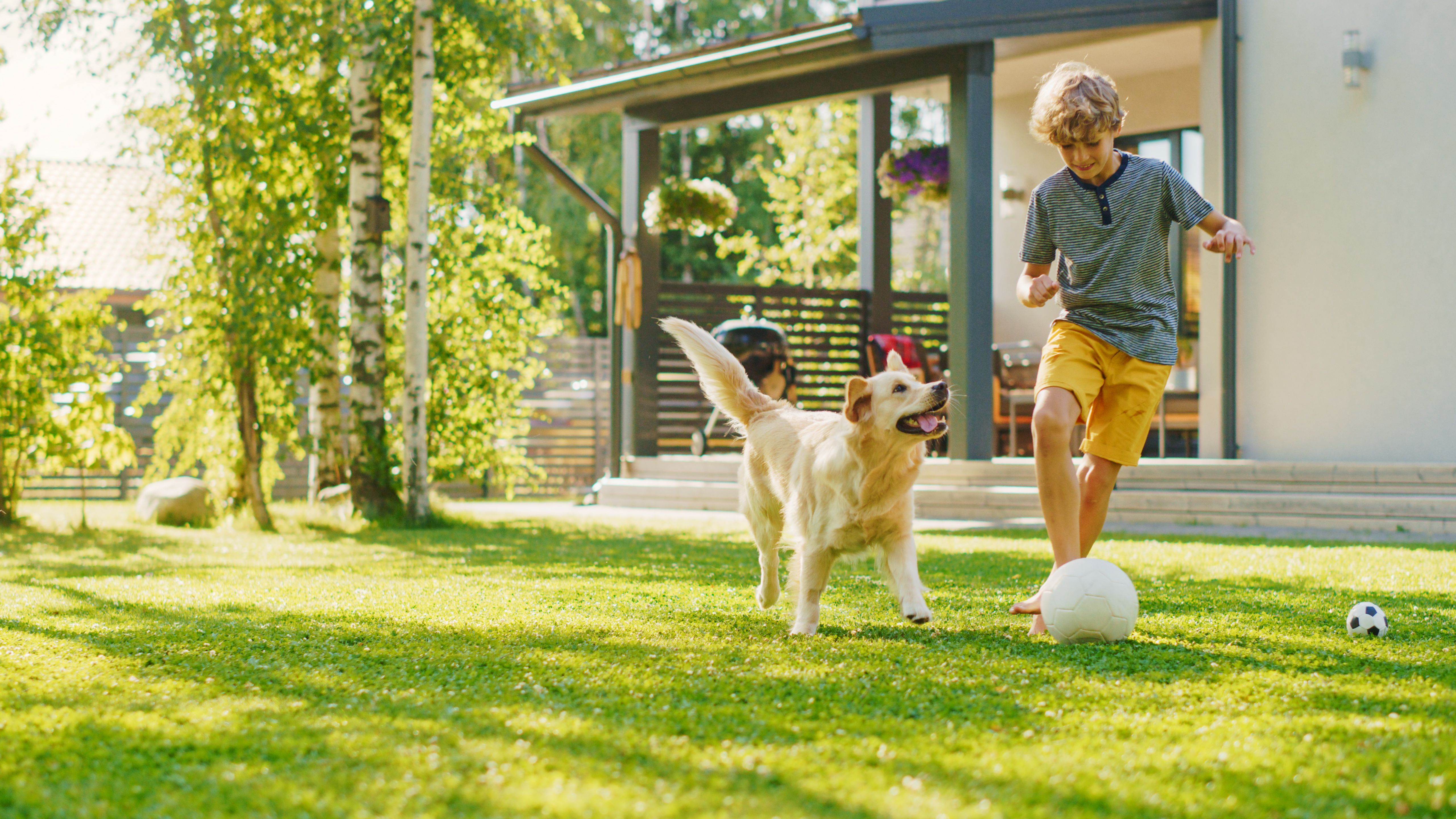 Boy Plays Soccer with Happy Golden Retriever Dog at the Backyard Lawn