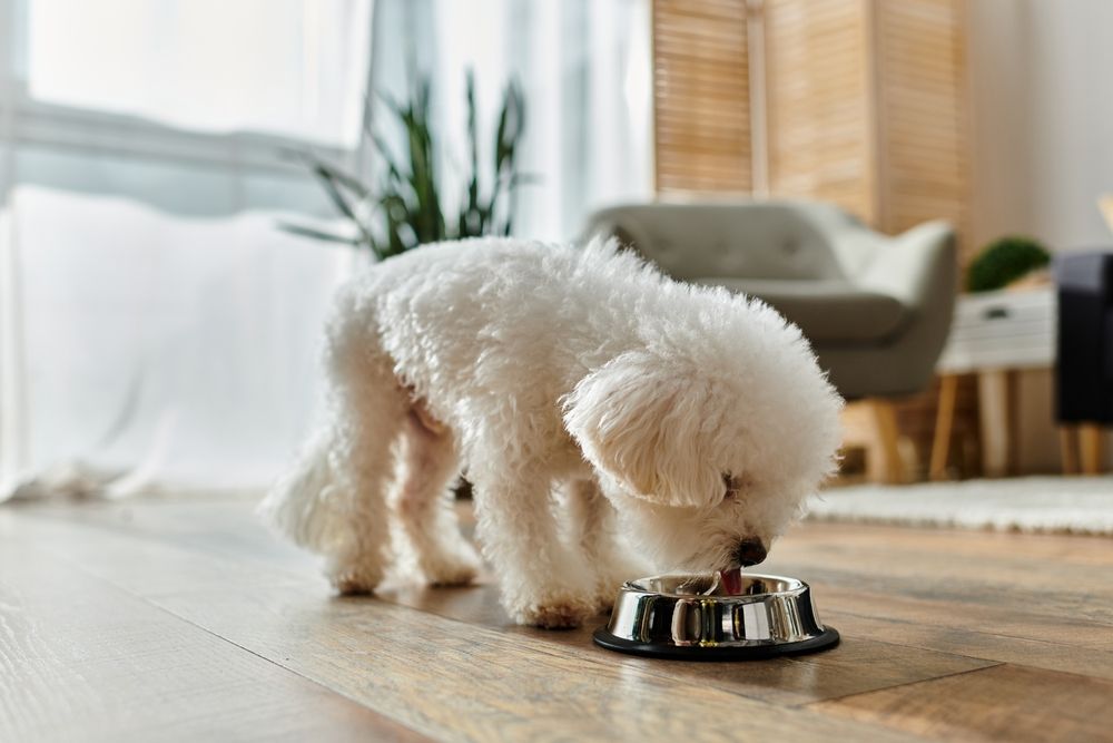 Small white dog joyfully eats from metal bowl.