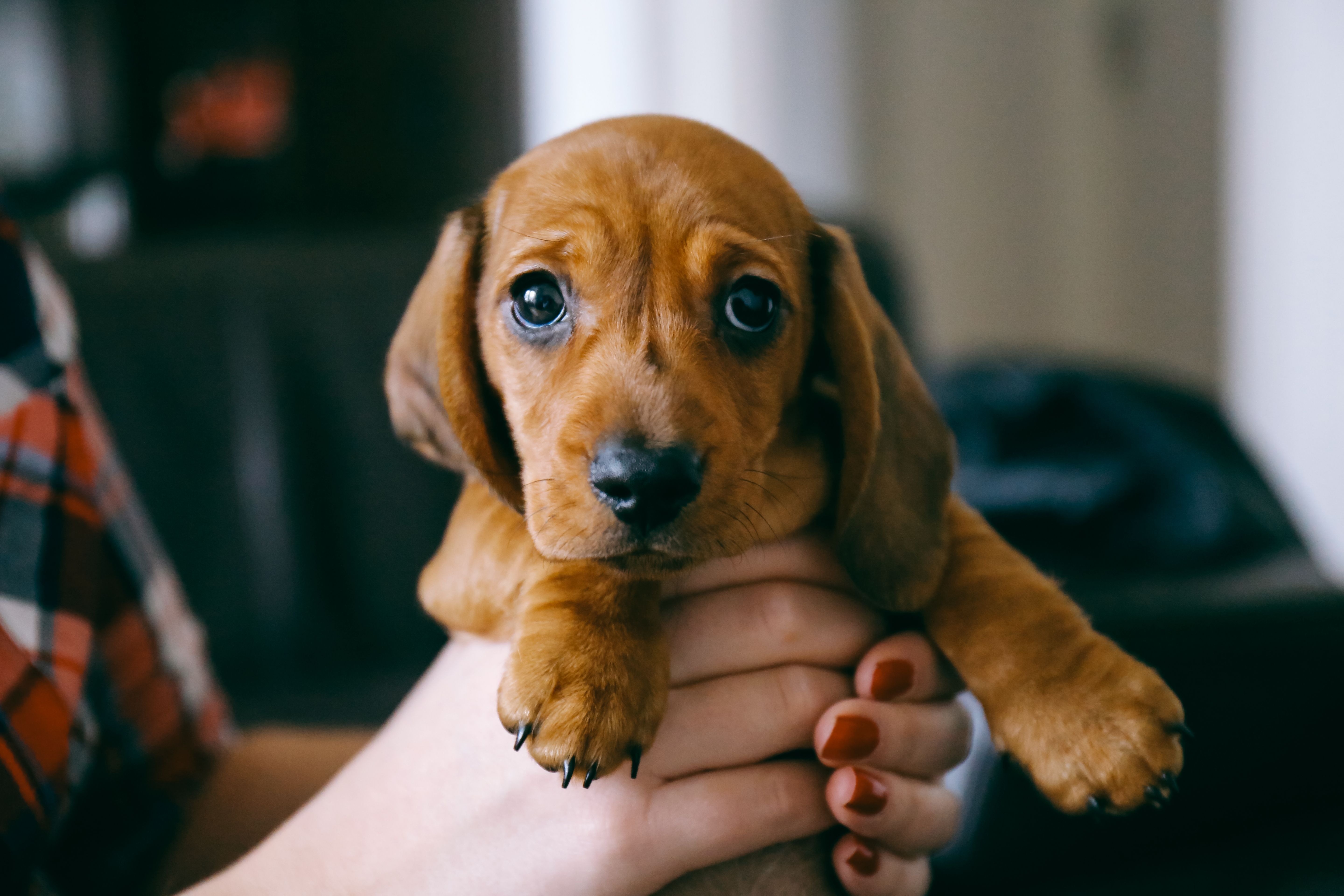 8 weeks old smooth hair brown dachshund puppy held in hands of its female owner that wears a colourful plaid shirt and red manicured nails