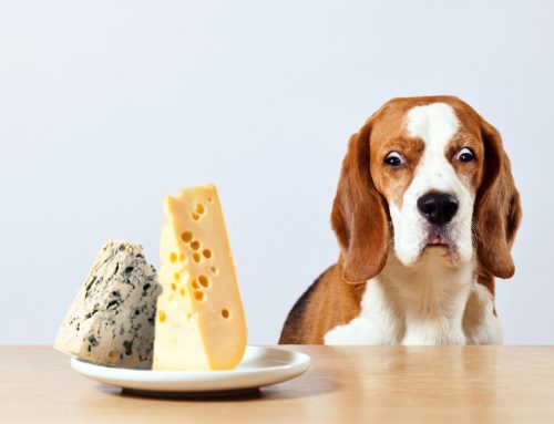 Is Cheese Bad For Dogs?