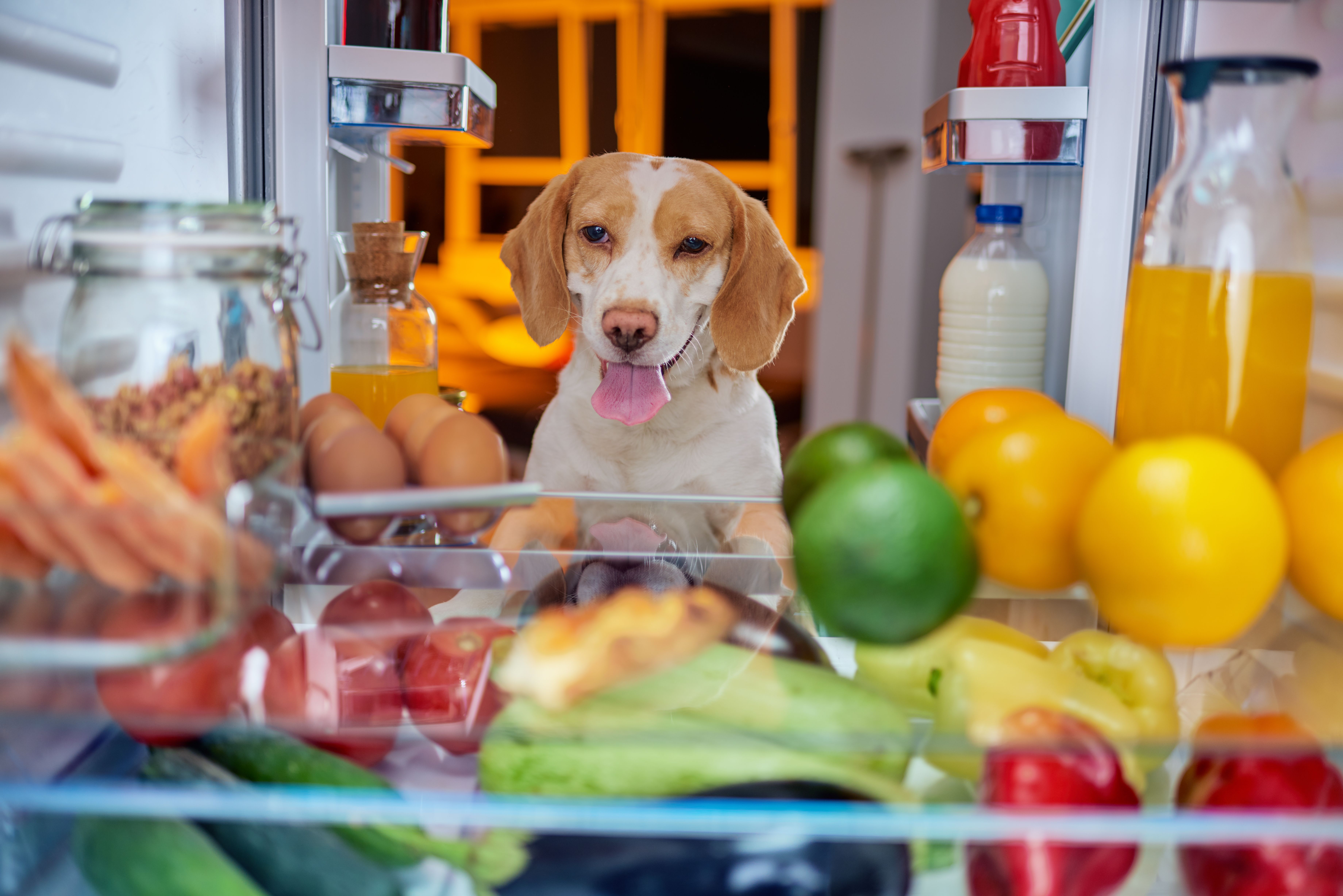 Dog stealing food from fridge.