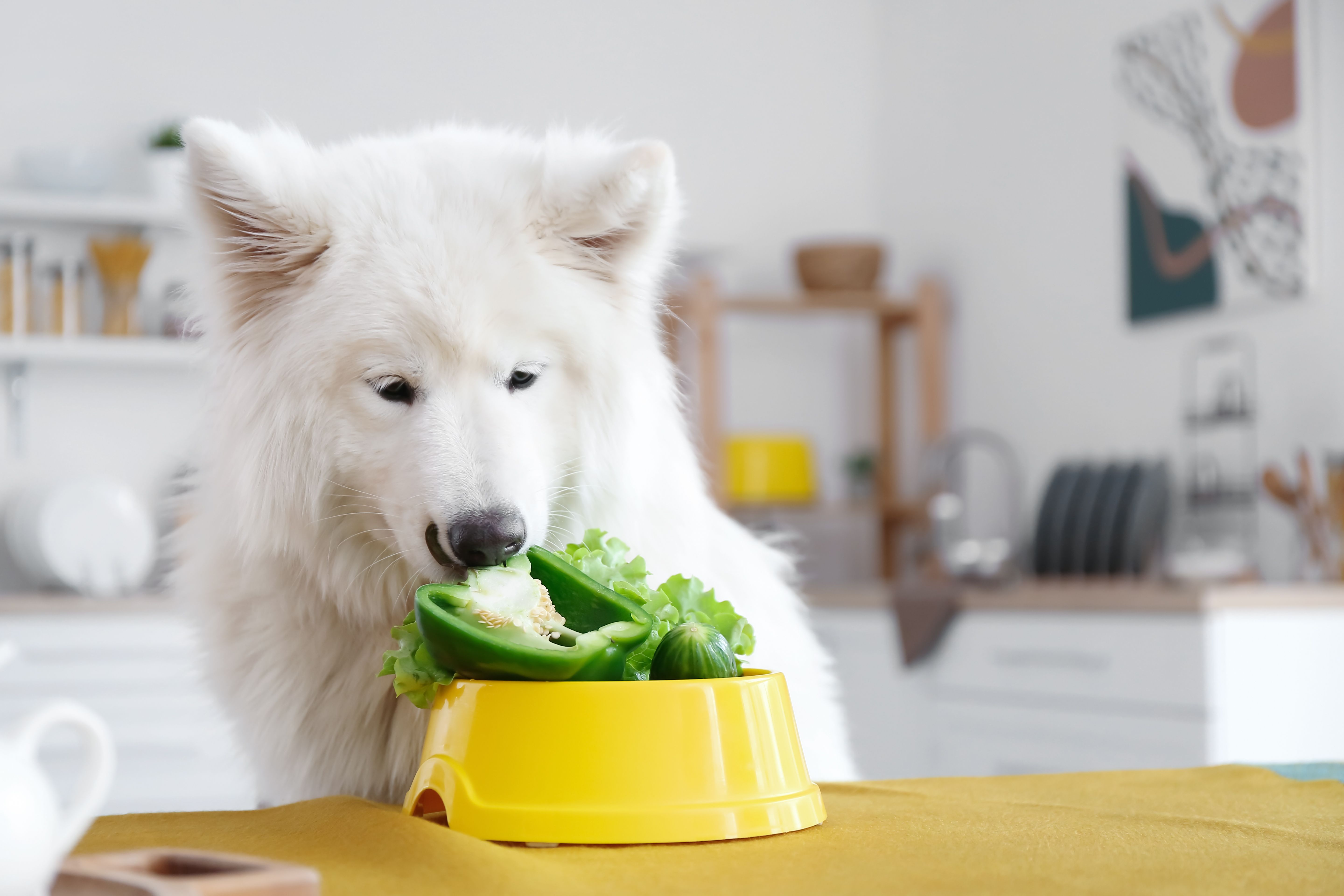 Cute Samoyed dog eating vegetables at table in kitchen