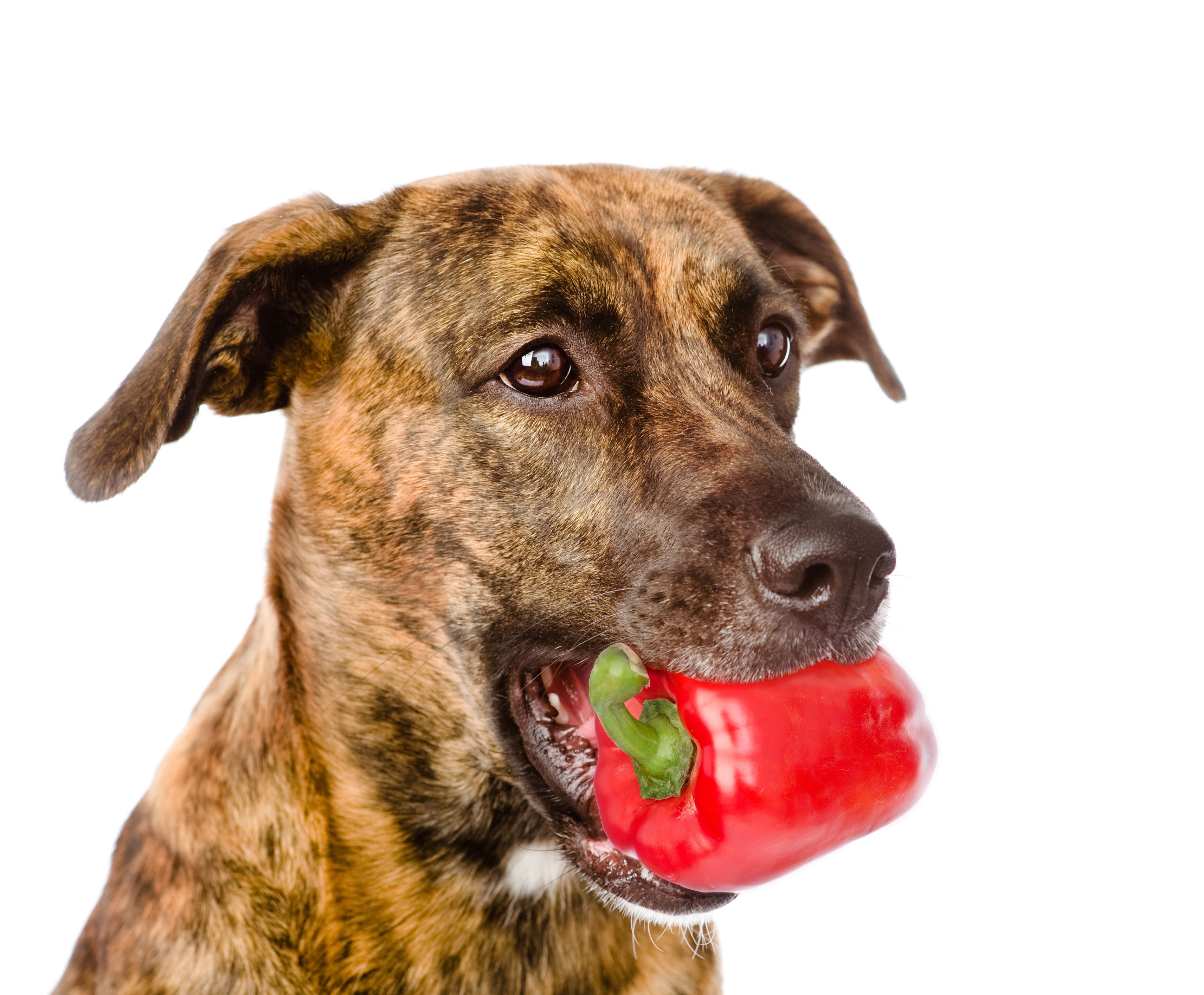 Dog holding pepper.