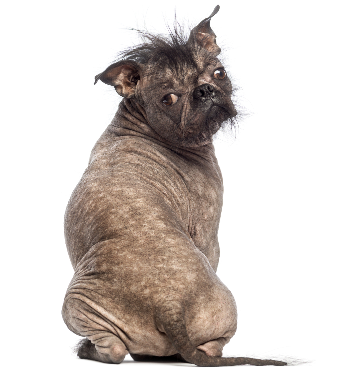 Ugly Hairless mix between a French bulldog and a Chinese crested dog