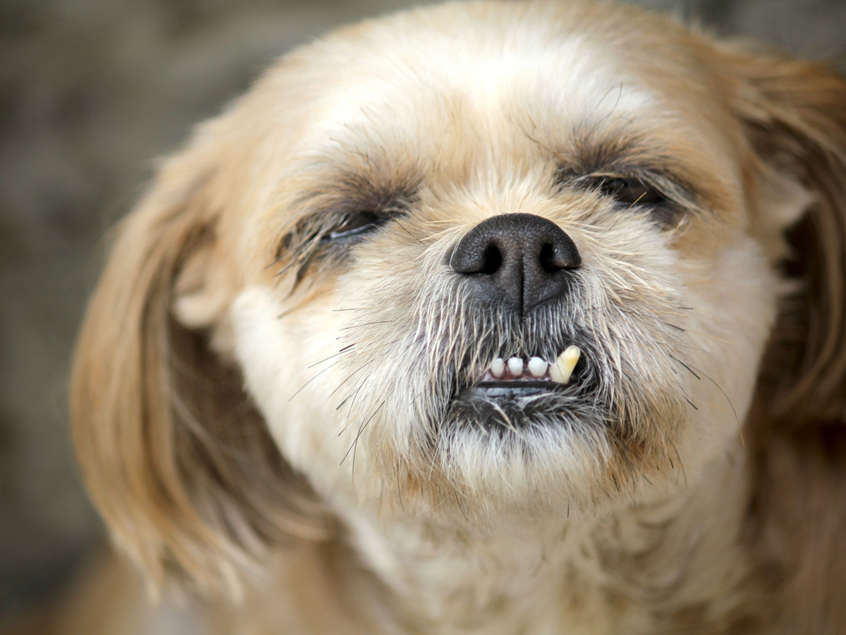 Dog with huge overbite Small Dog with overbite