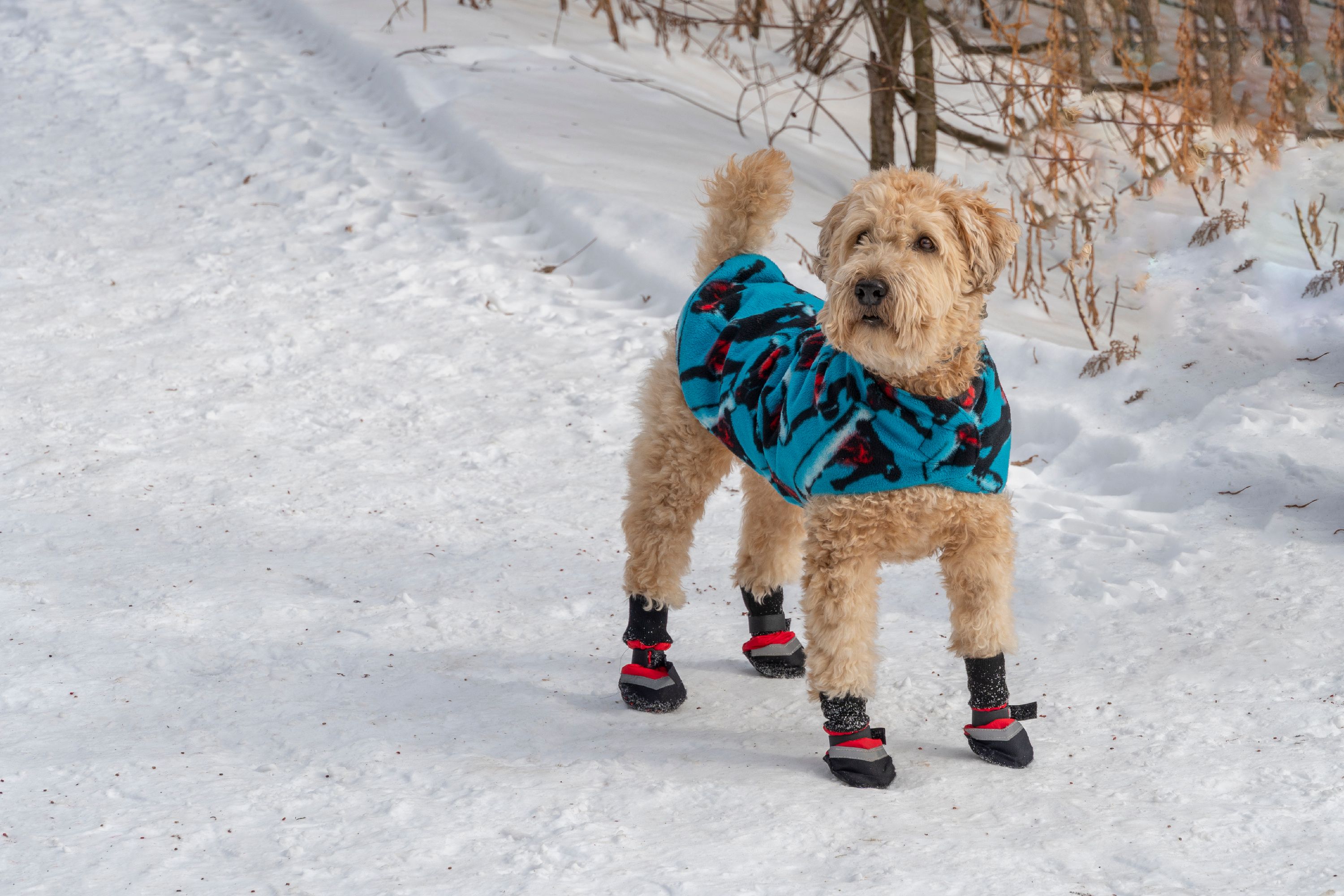 A dog dressed in a warm cape and red boots stands on a snow-covered path near the fence