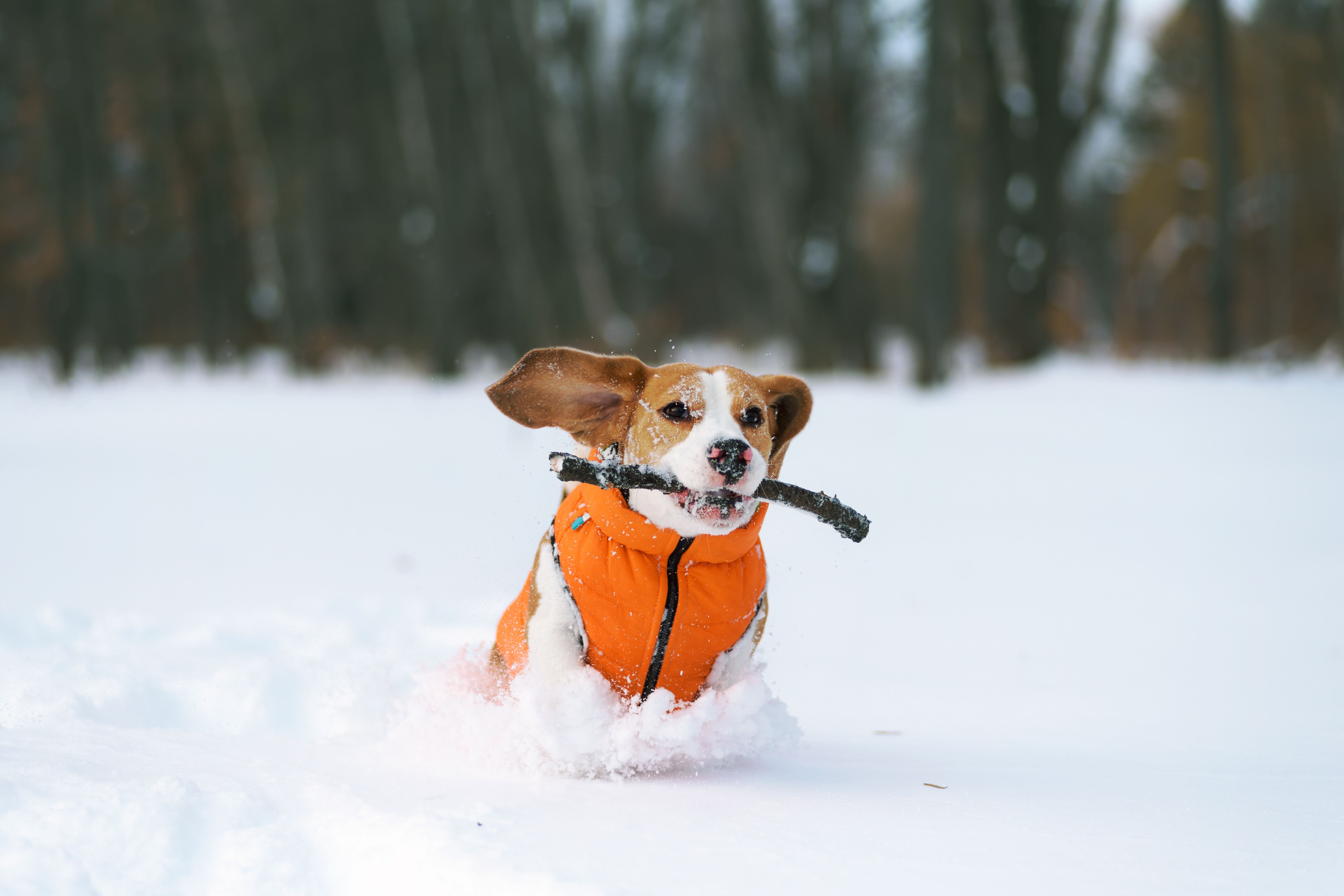  Beagle hound wearing cold protective dog jacket running through the snowdrifts to fetch the stick.