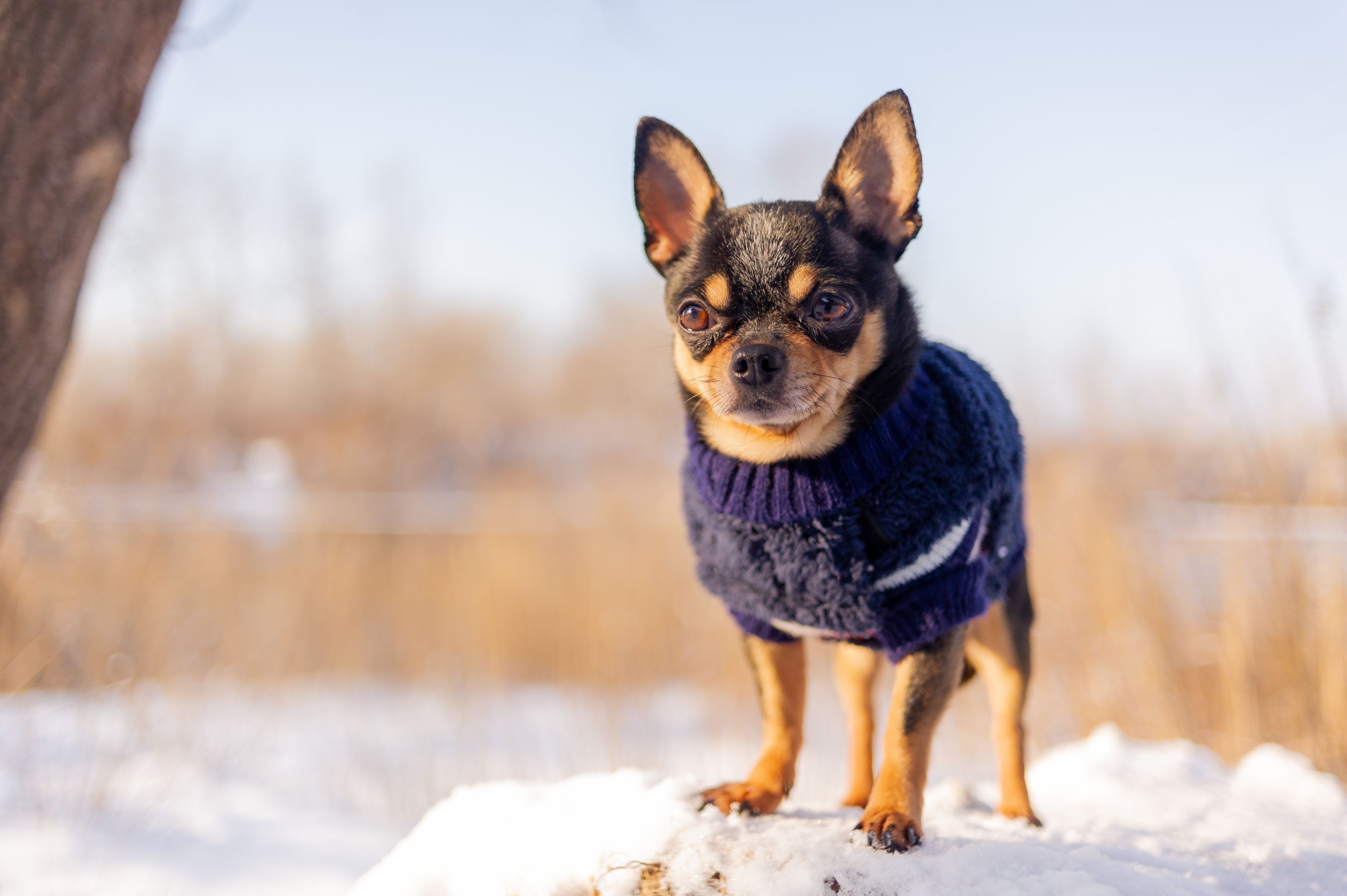 Chihuahua walking in the snow.