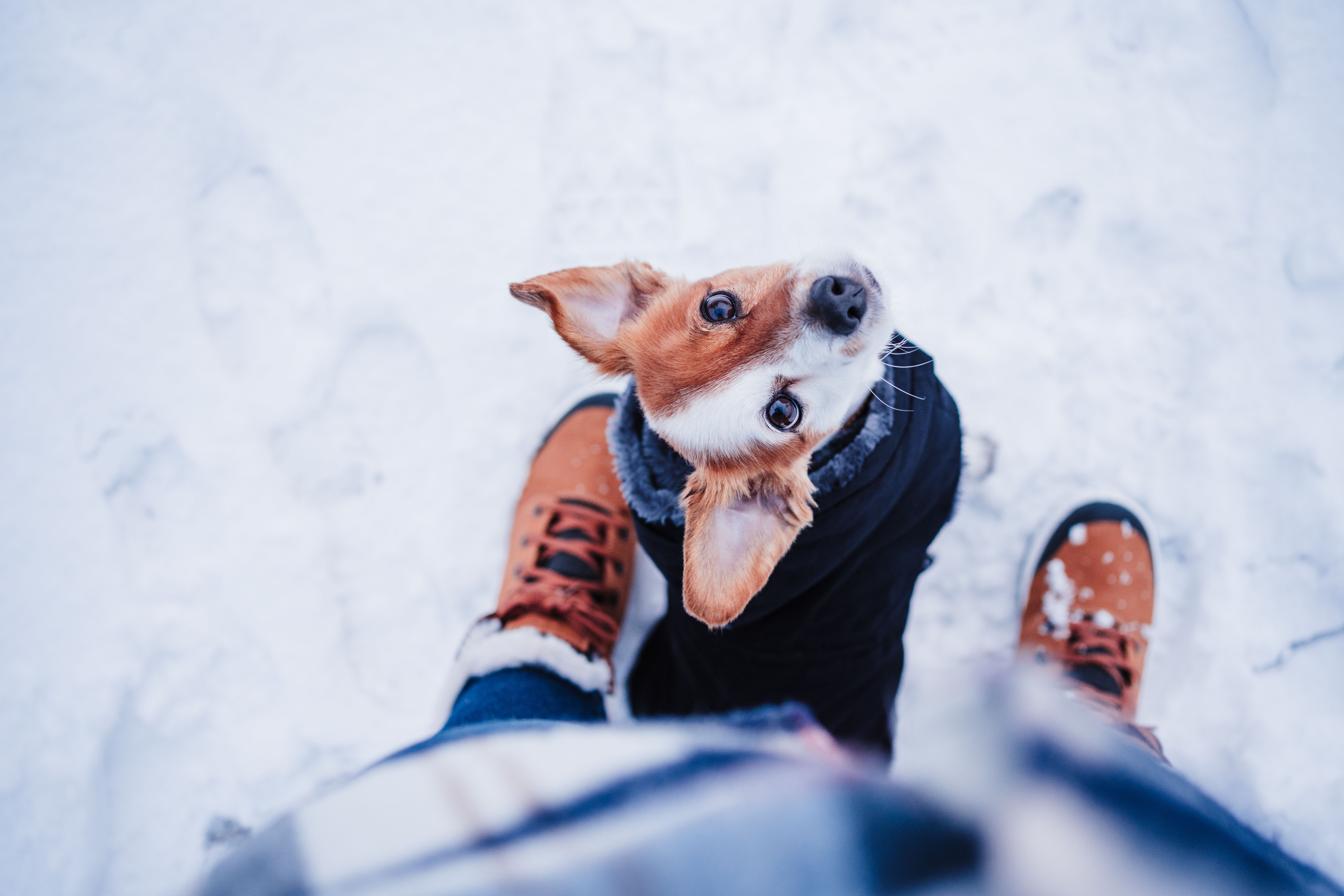 cute jack russell dog wearing coat standing by owner legs on snowy landscape