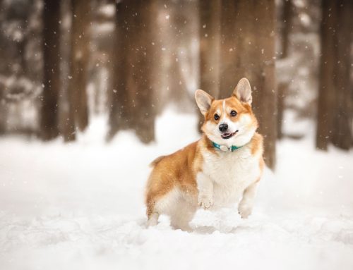 When Is It Too Cold For Your Dog To Go Outside?