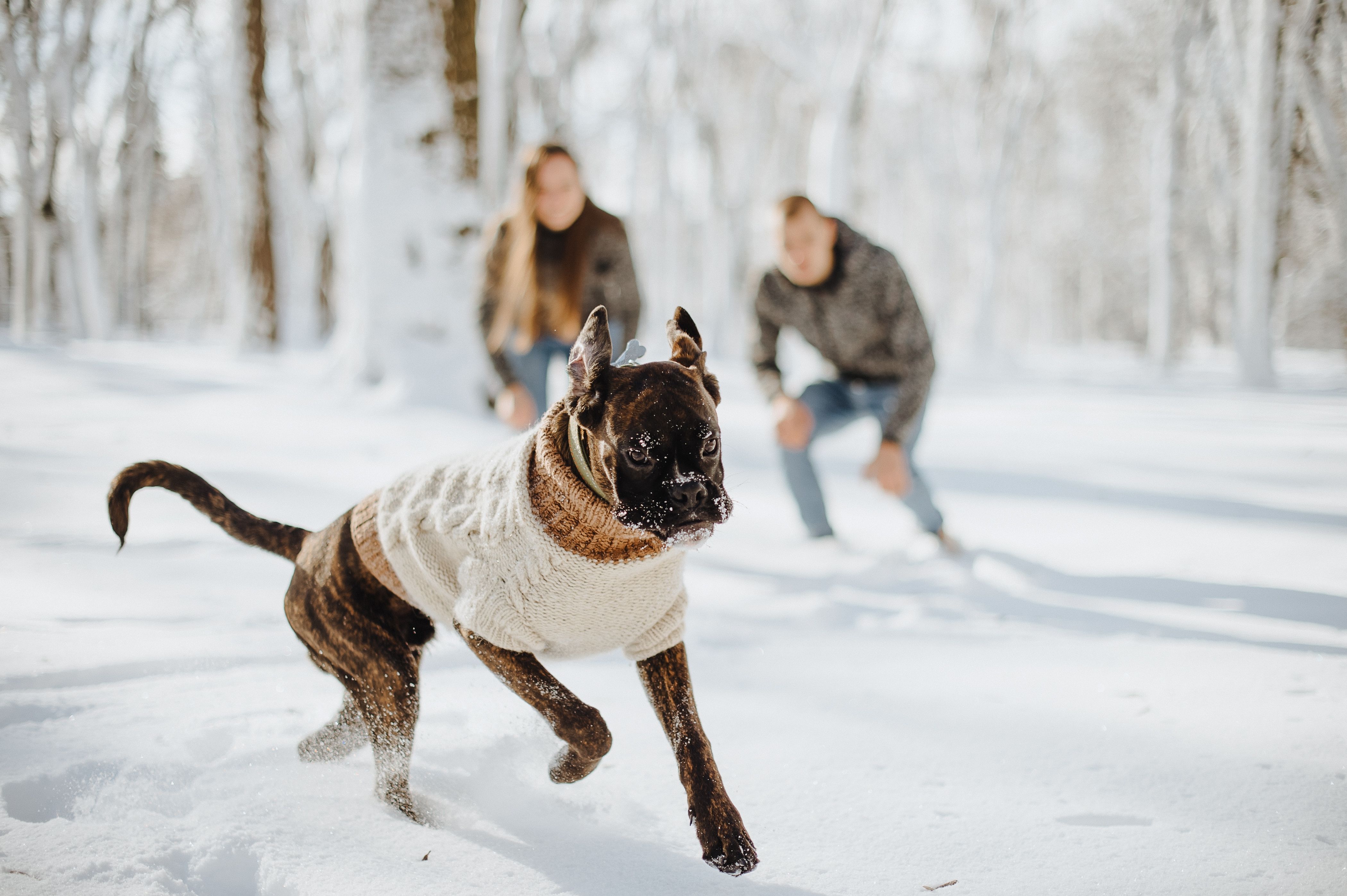 couple playing with boxer dog in snowy forest.