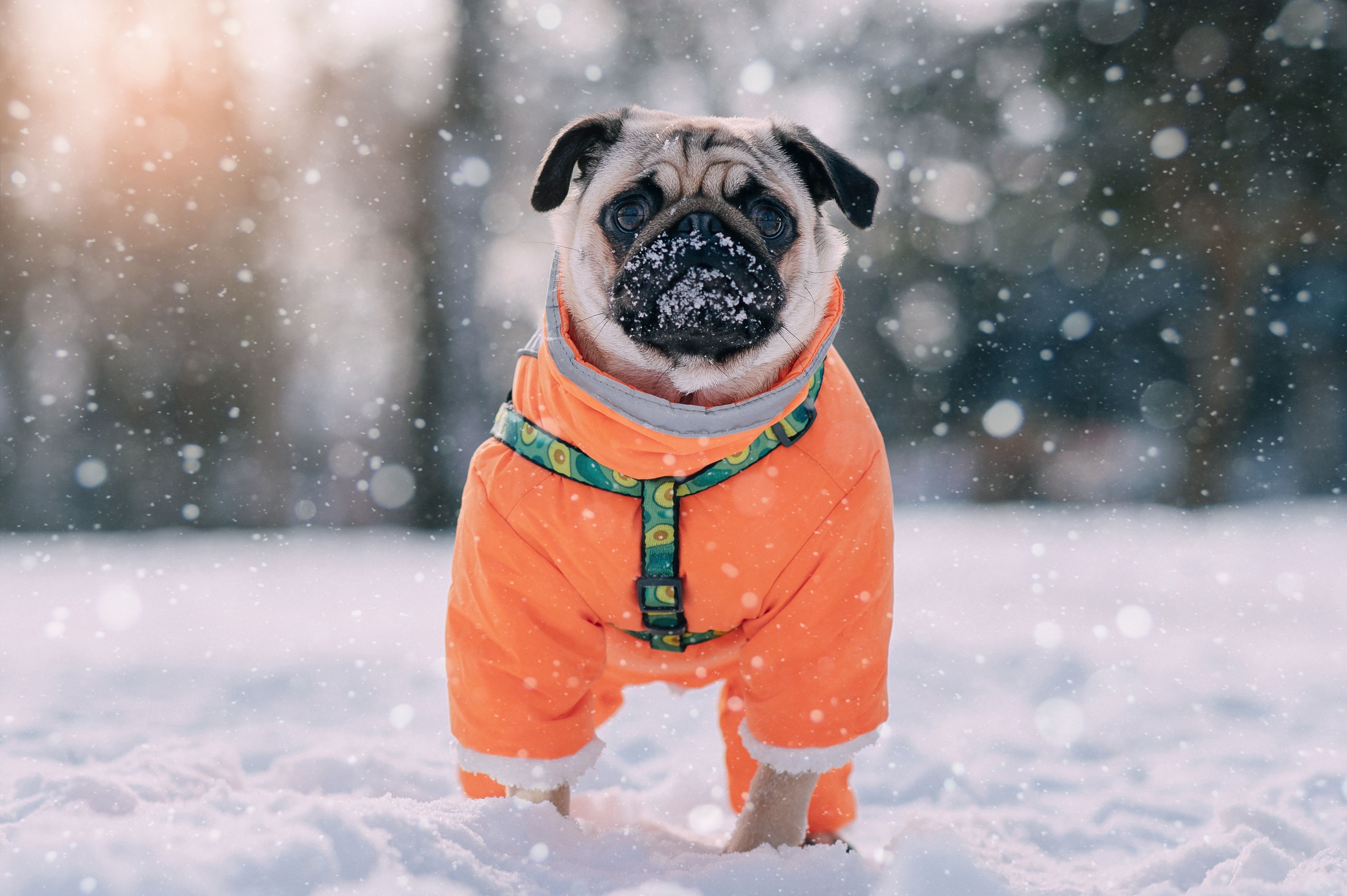 Portrait of a cute warmly dressed pug dog in a winter park.